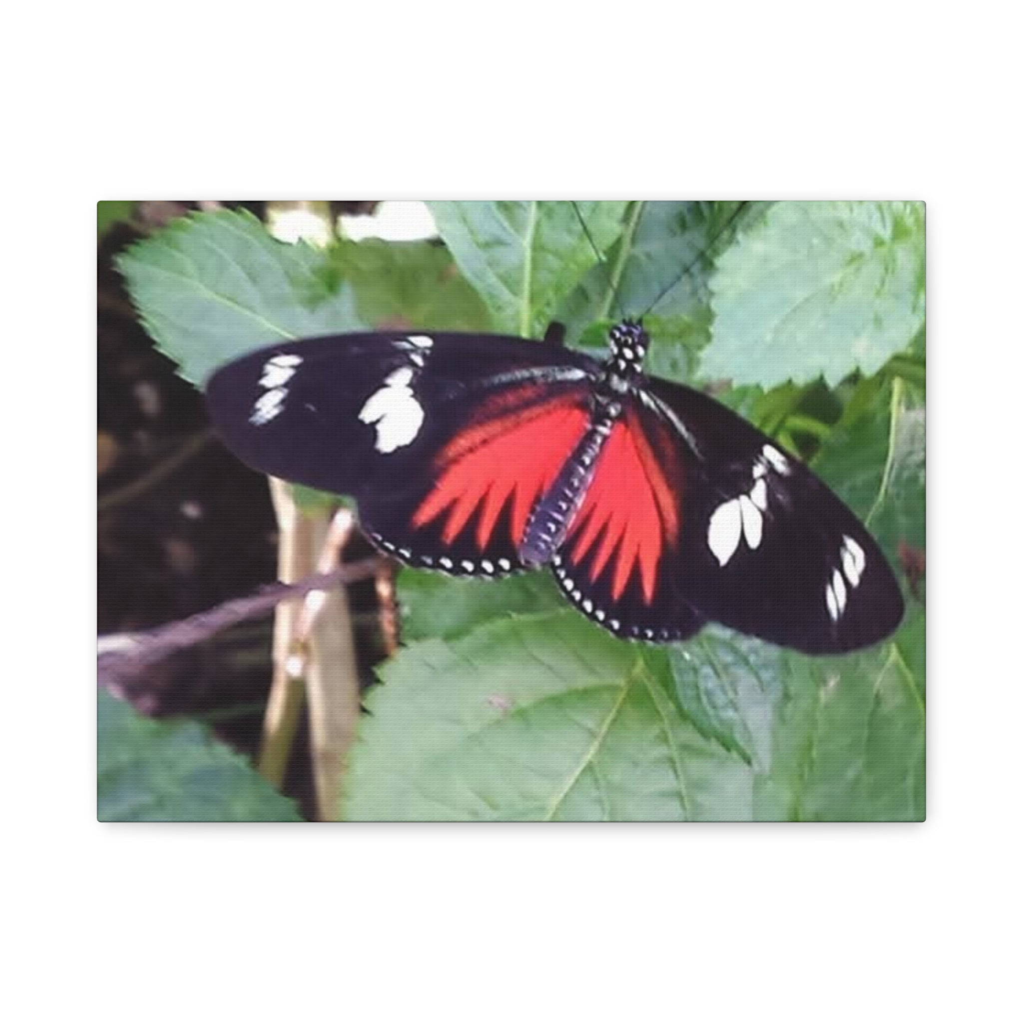 Butterfly Canvas Wall Art
