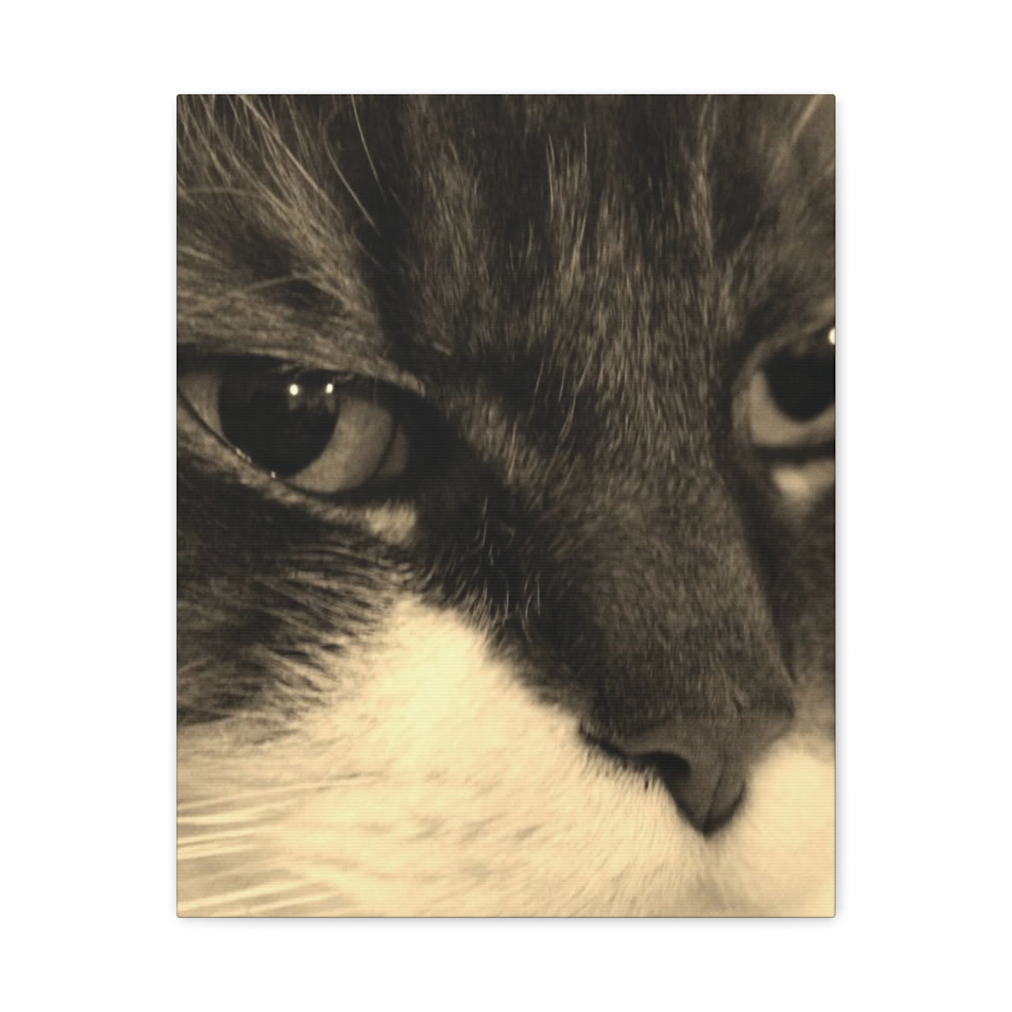 Cat Portrait Matte Canvas Wall Art