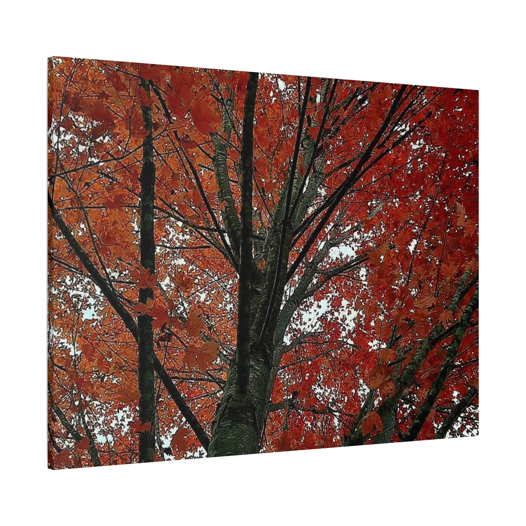Autumn Maple Tree Matte Canvas Print — Stretched 1.25"