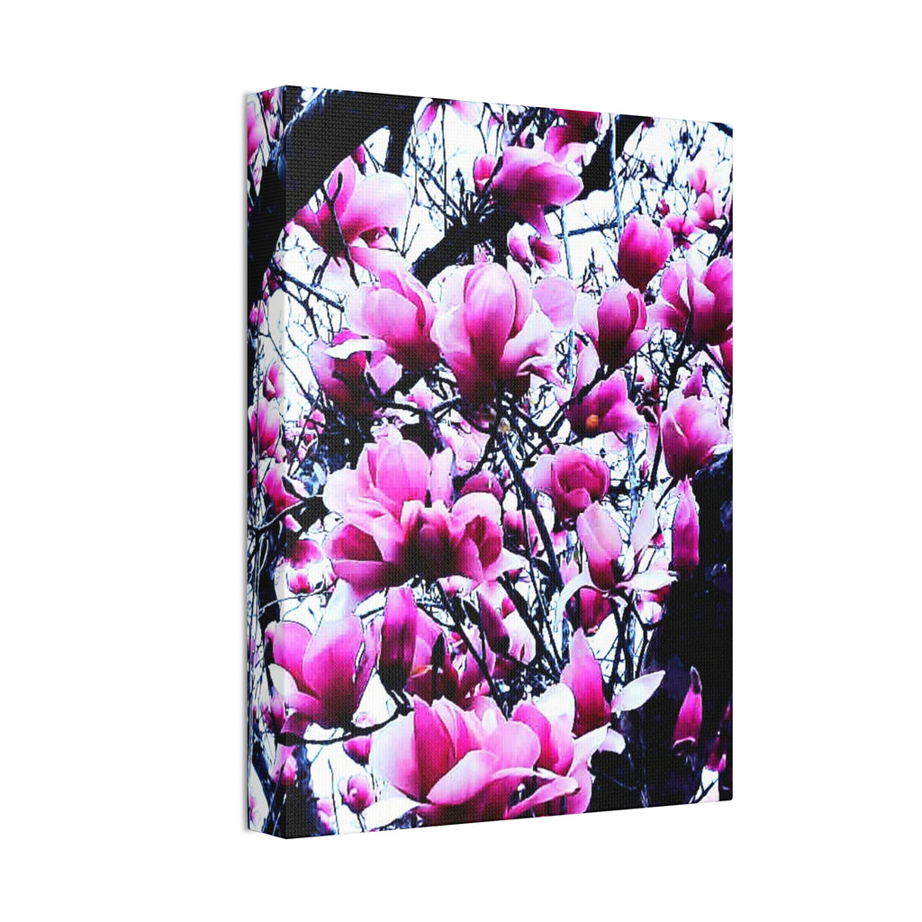 Pink Tulip Tree Blossoms Canvas