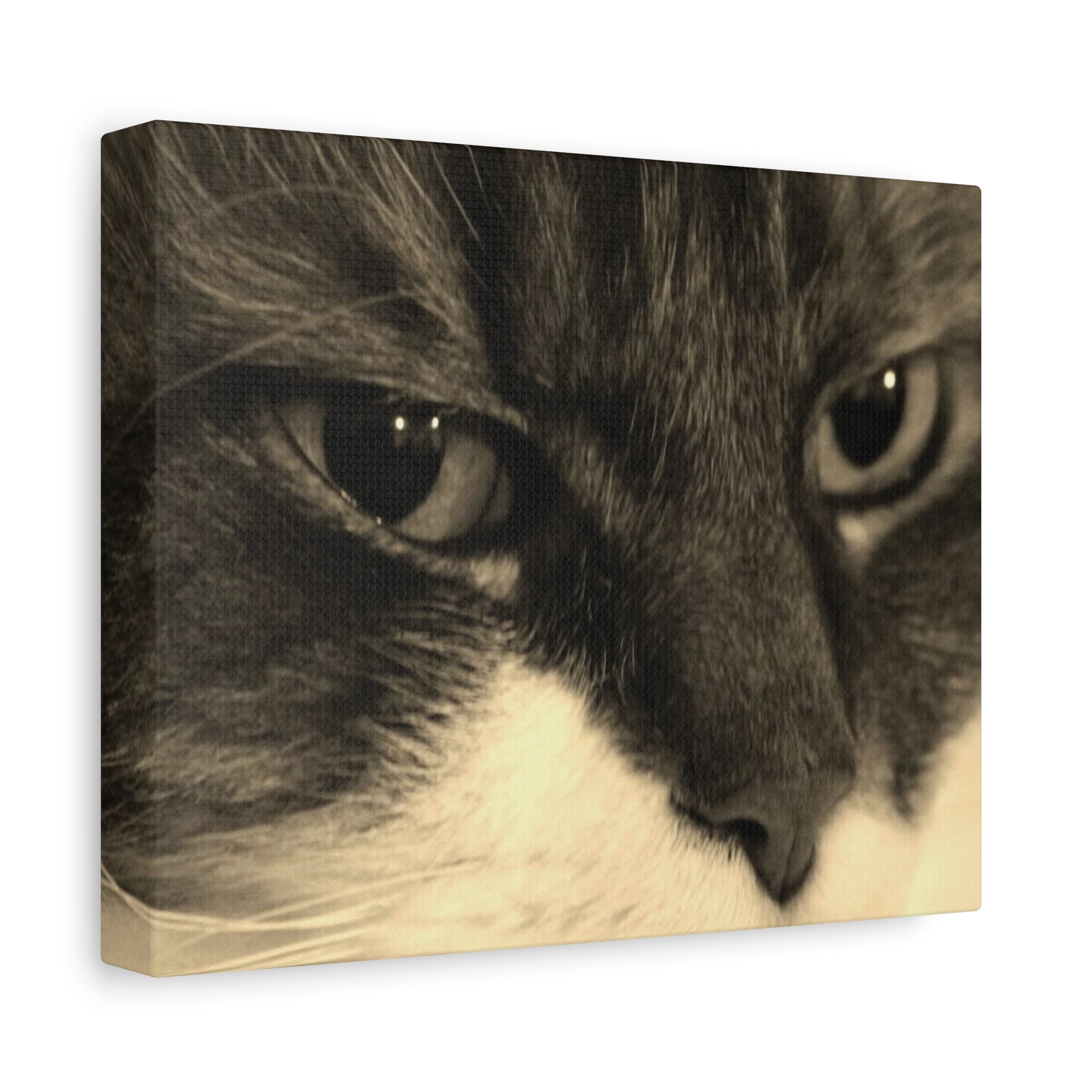 Cat Portrait Matte Canvas Wall Art