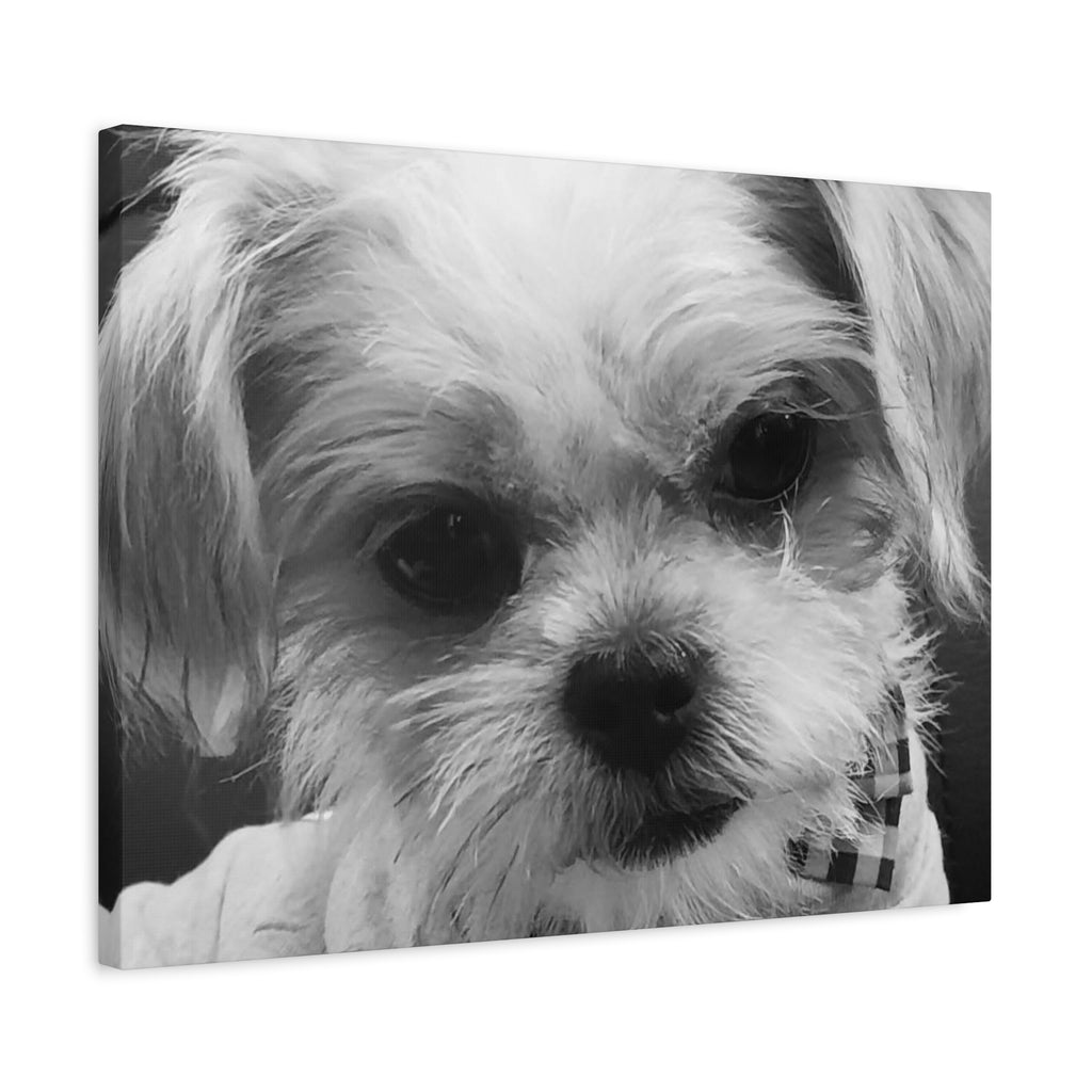 Black and White Dog Portrait Canvas Wall Art