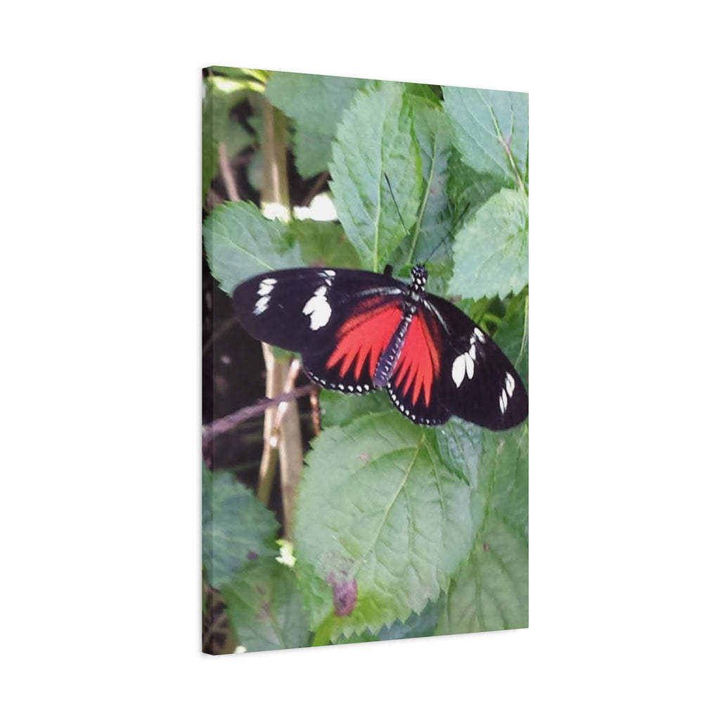 Butterfly Canvas Wall Art