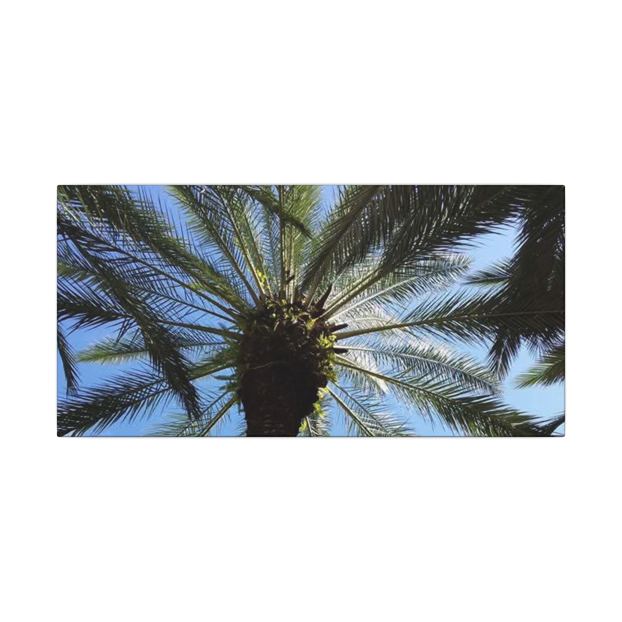 Palm Tree Matte Canvas Wall Art - Tropical Vibe