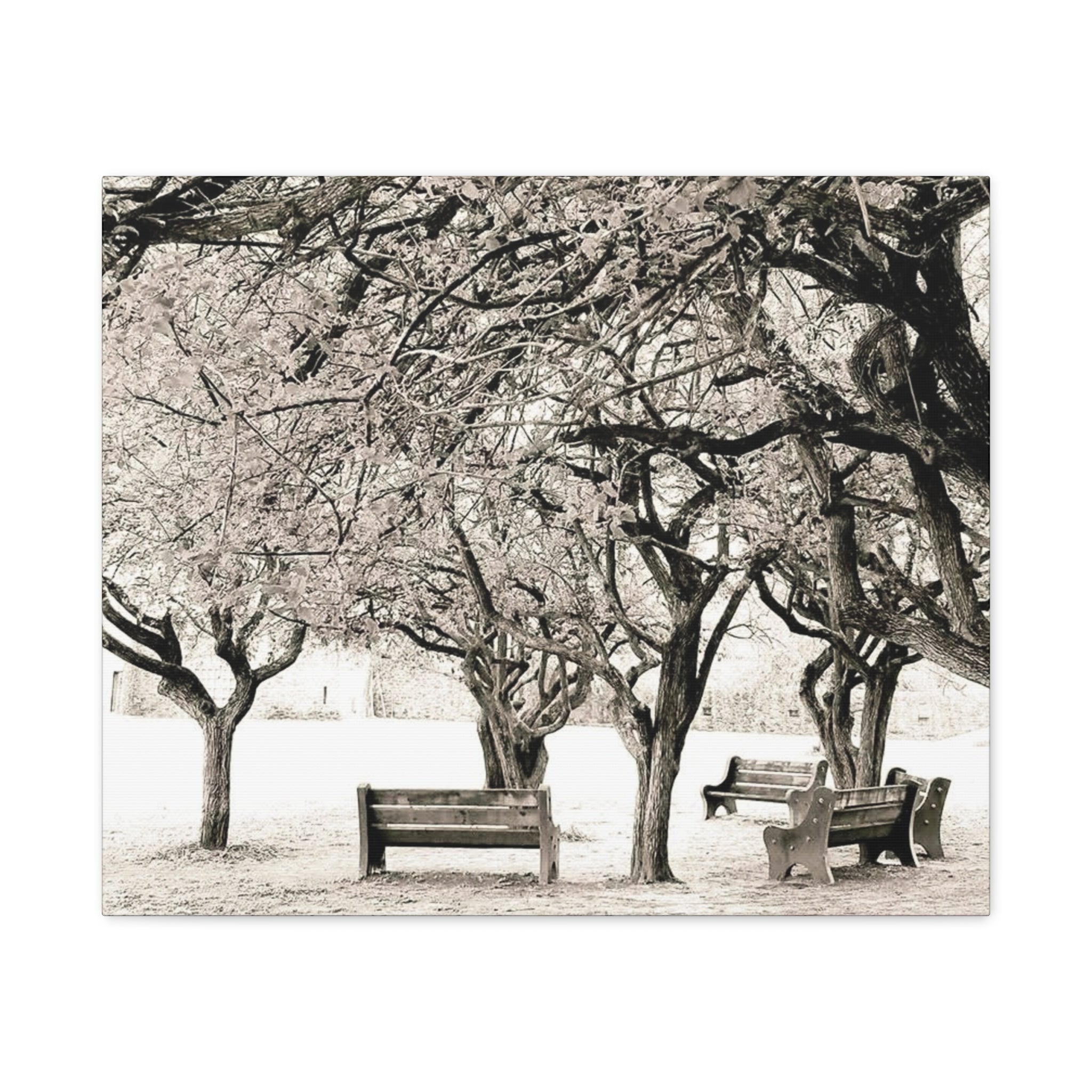 Matte Stretched Canvas Print — Vintage Park Bench Trees Wall Art