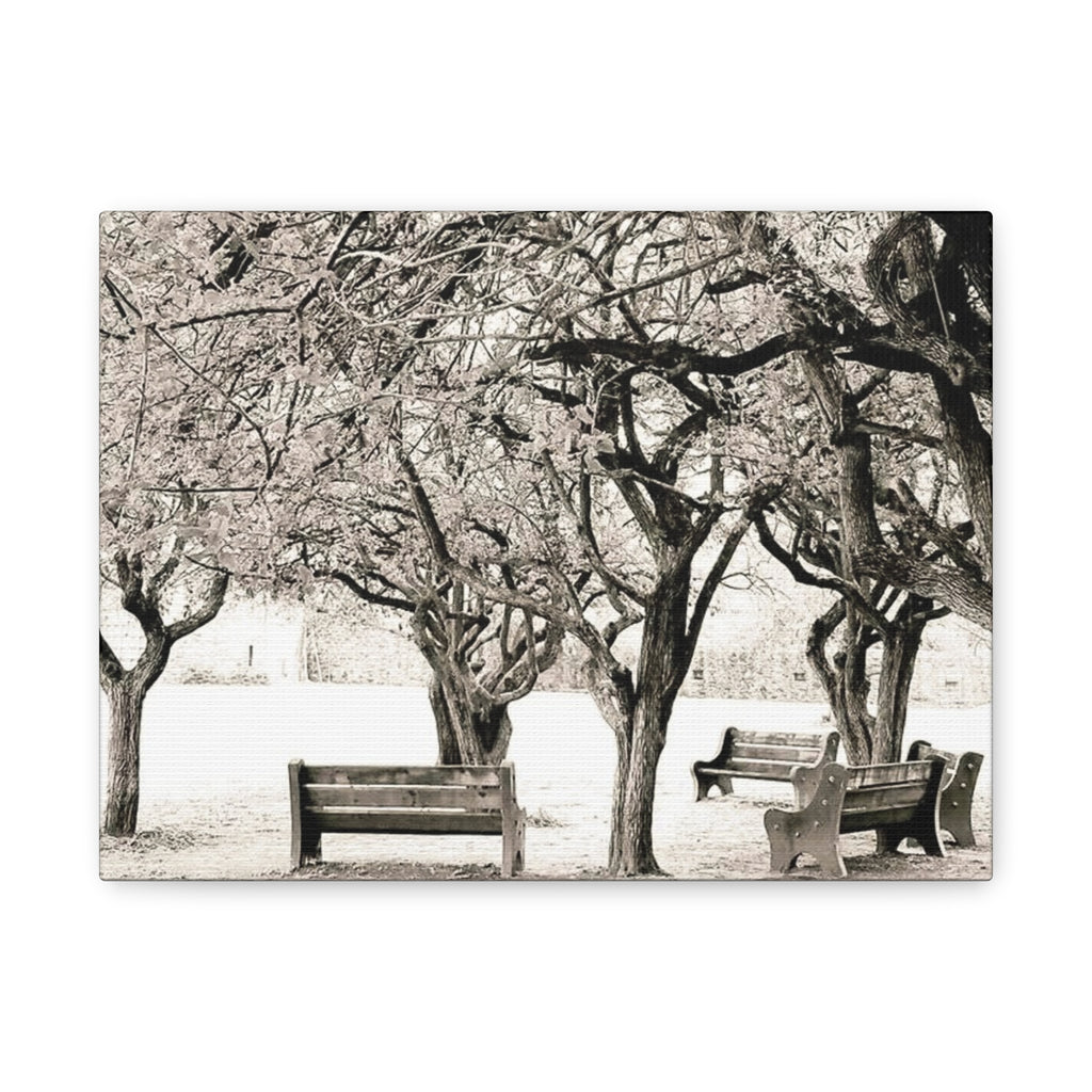 Matte Stretched Canvas Print — Vintage Park Bench Trees Wall Art