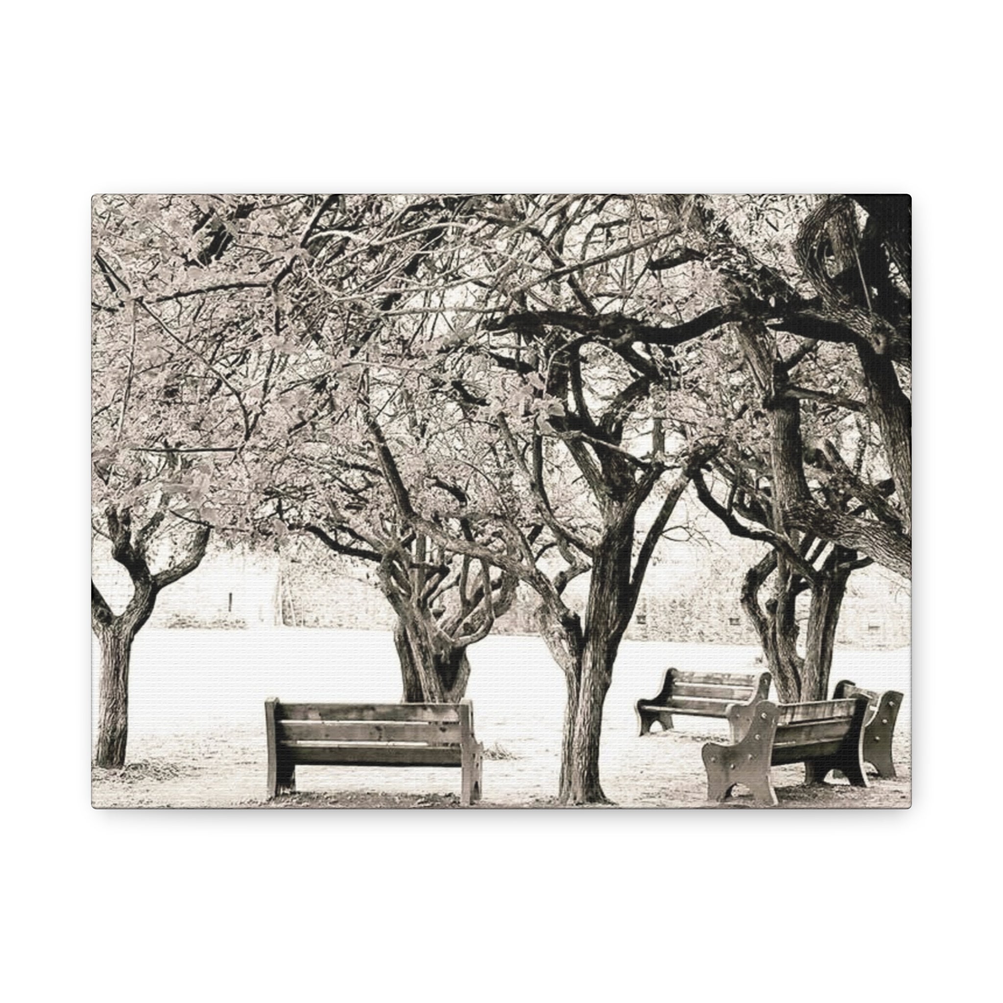 Matte Stretched Canvas Print — Vintage Park Bench Trees Wall Art