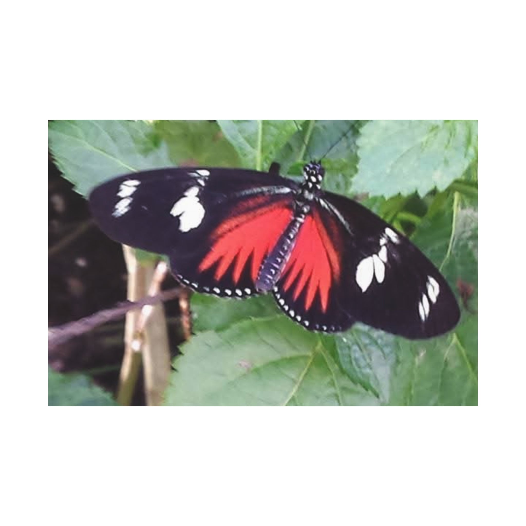Butterfly Canvas Wall Art
