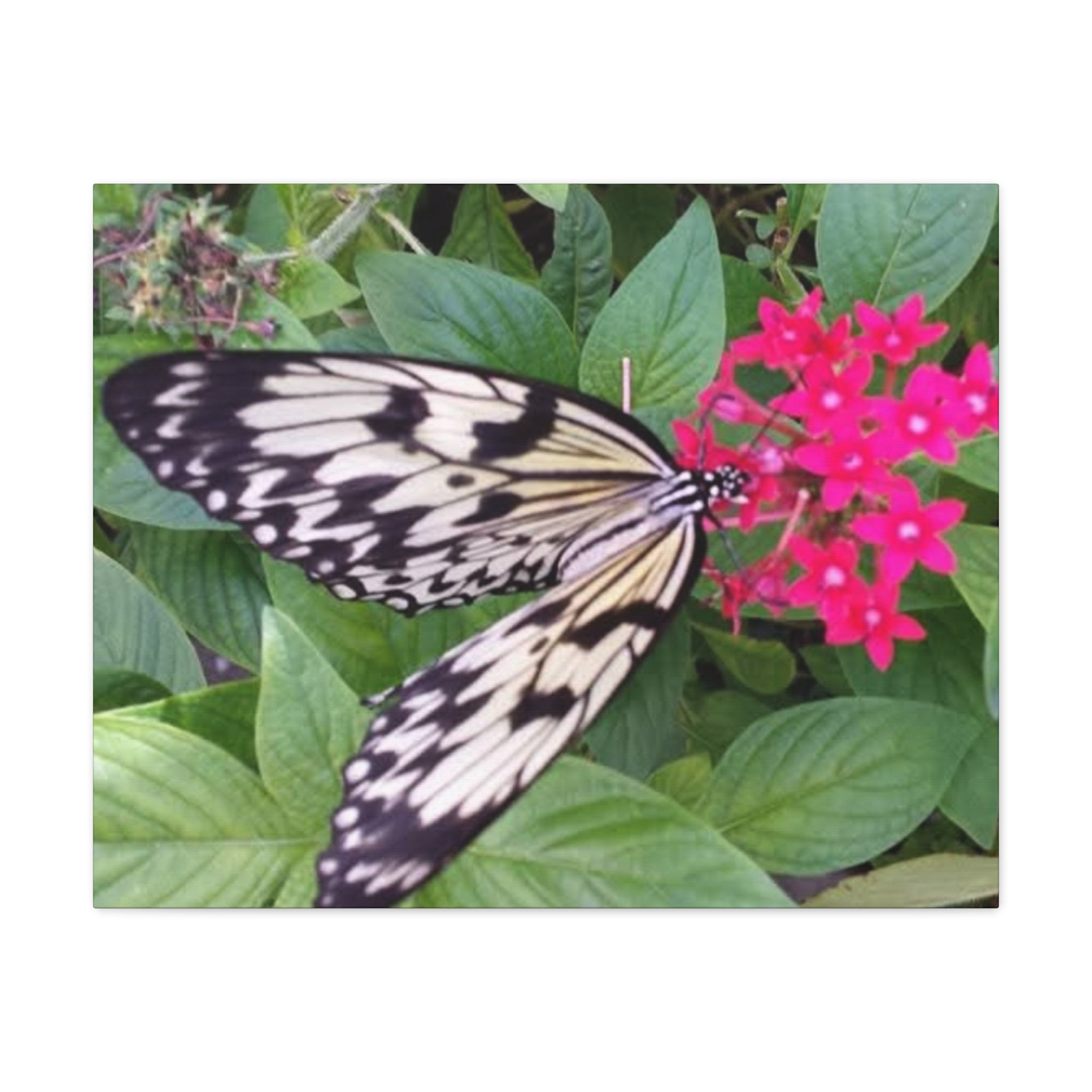 Butterfly on Pink Flower - Matte Stretched Canvas Wall Art, 1.25" Depth