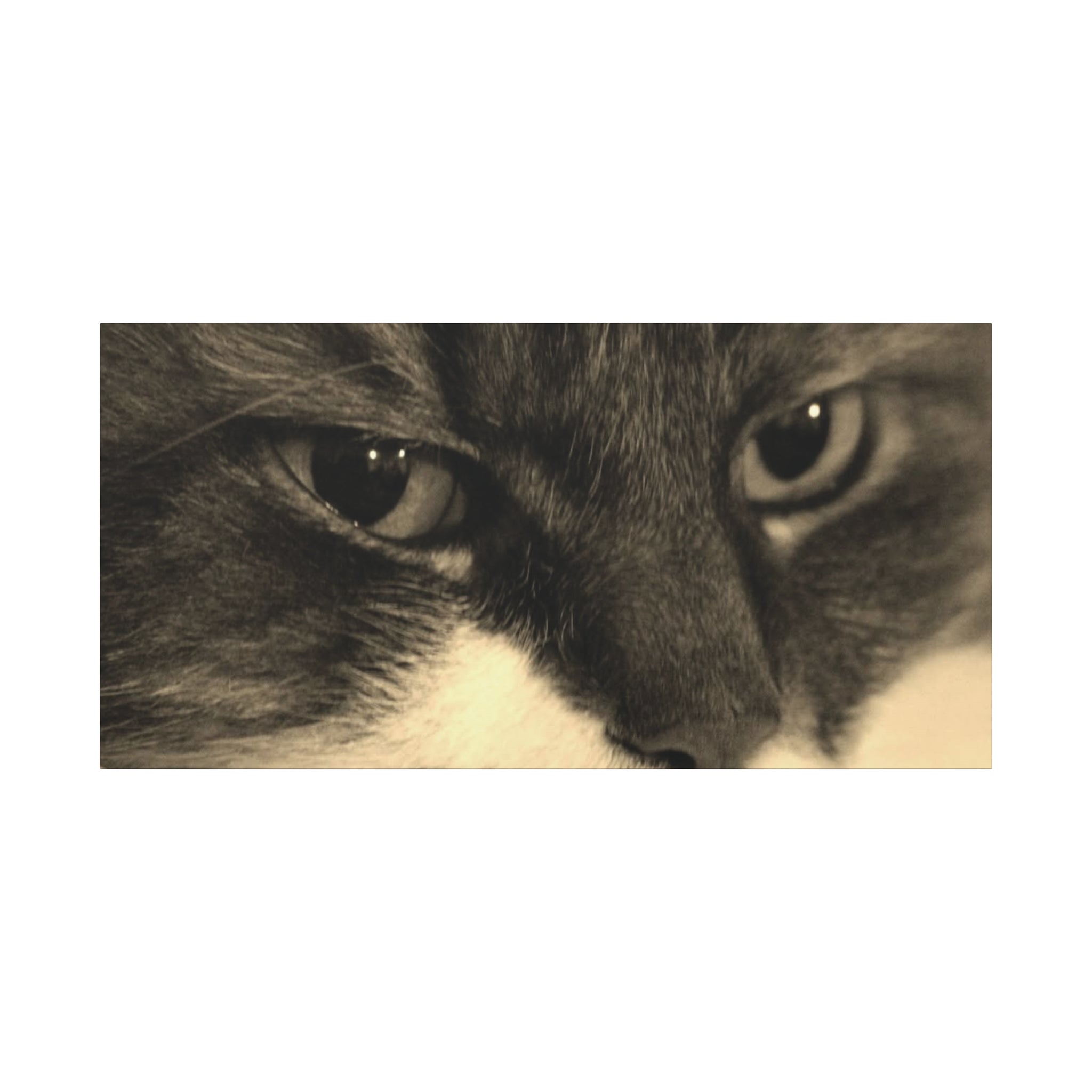 Cat Portrait Matte Canvas Wall Art