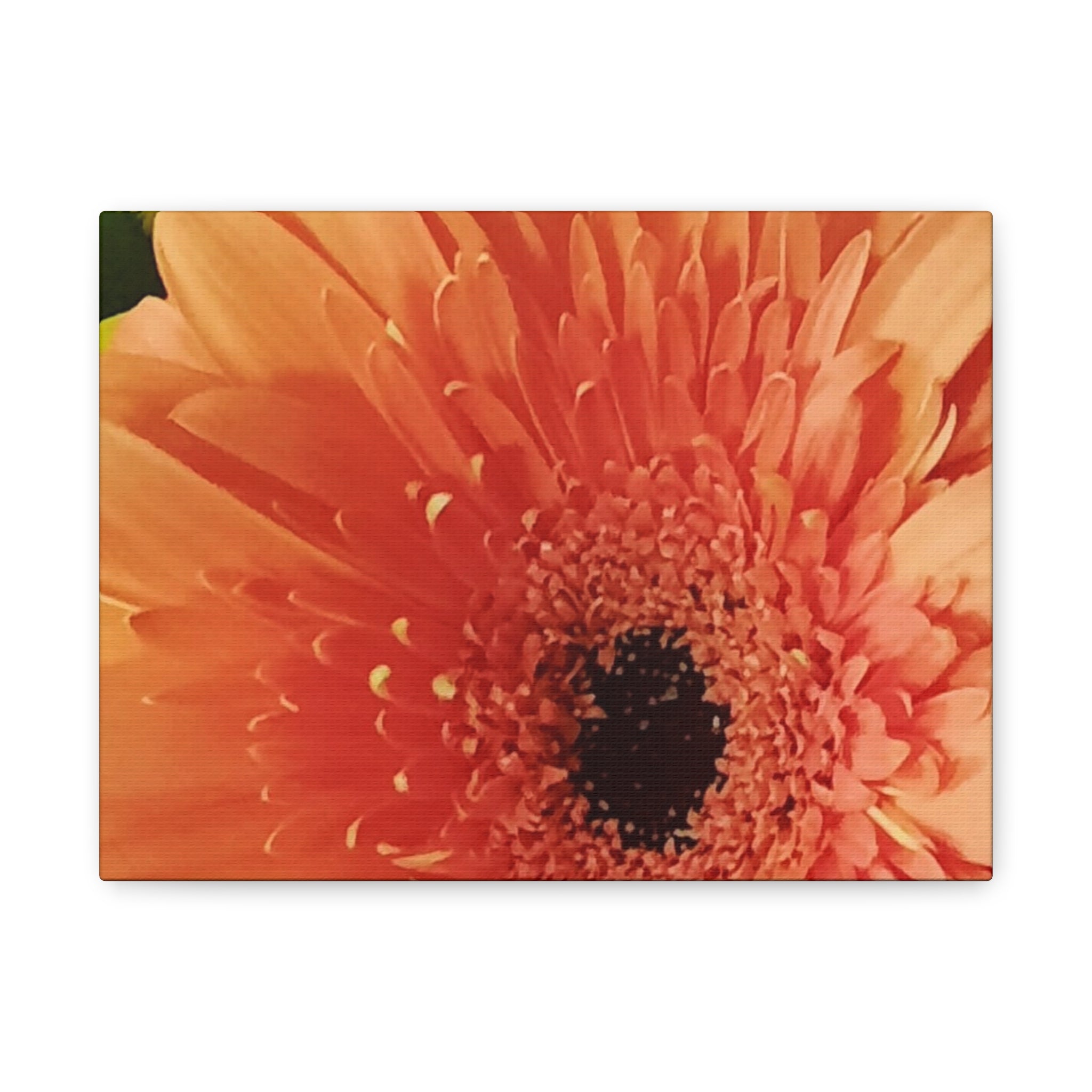 Orange Gerbera Canvas Wall Art — Matte Stretched Floral Print