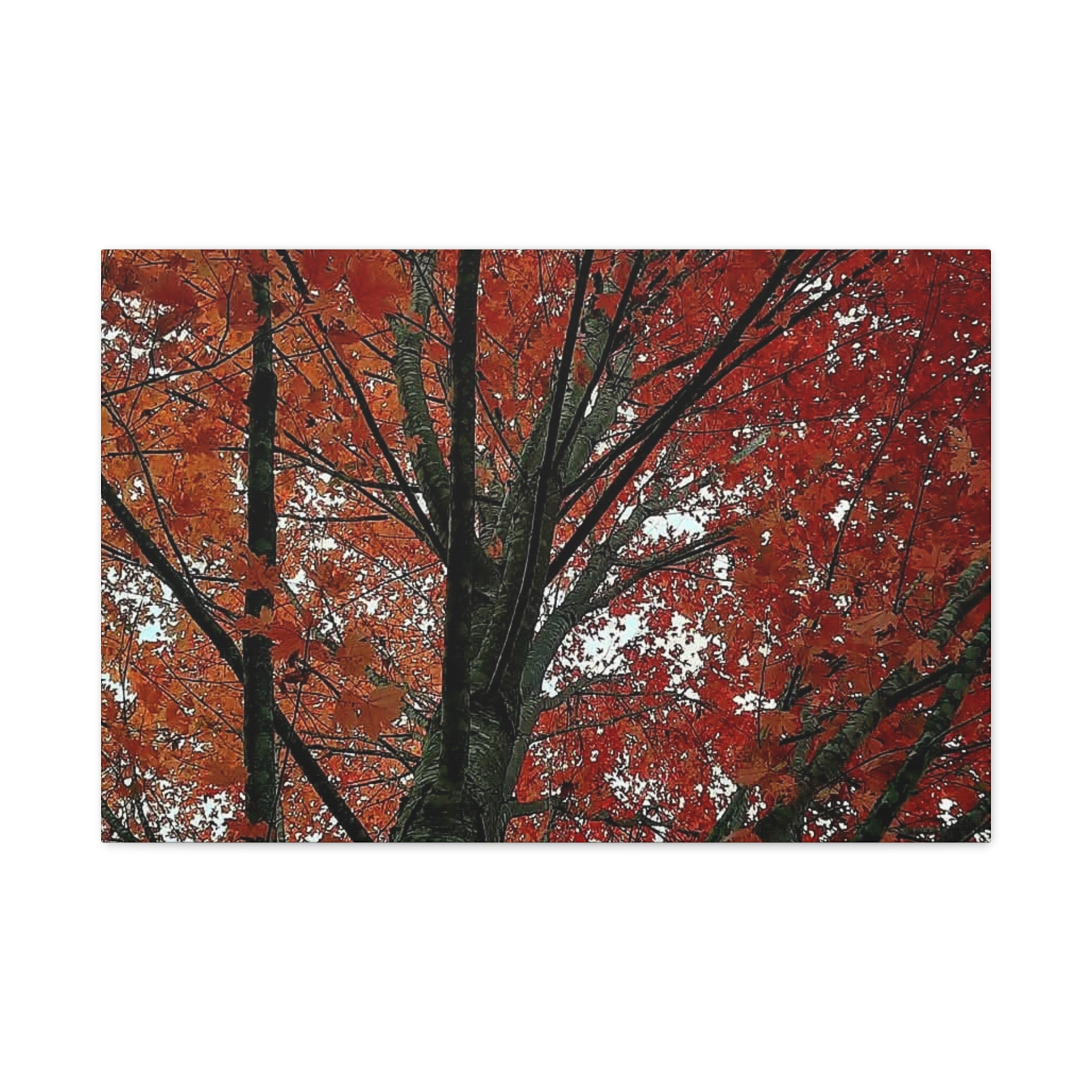 Autumn Maple Tree Matte Canvas Print — Stretched 1.25"