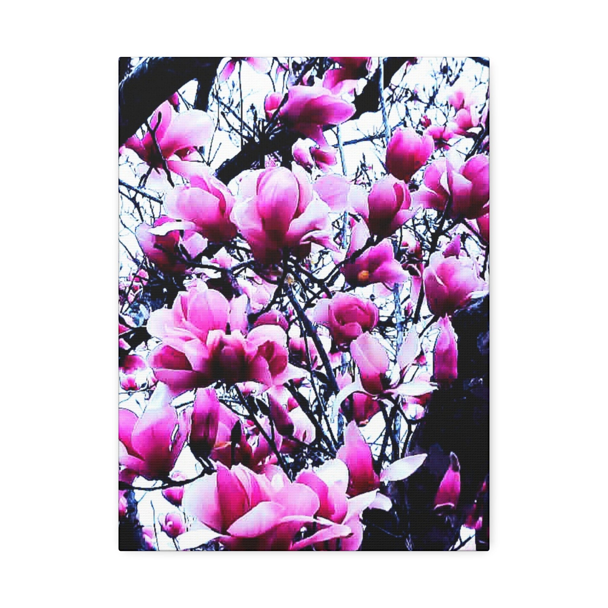 Pink Tulip Tree Blossoms Canvas