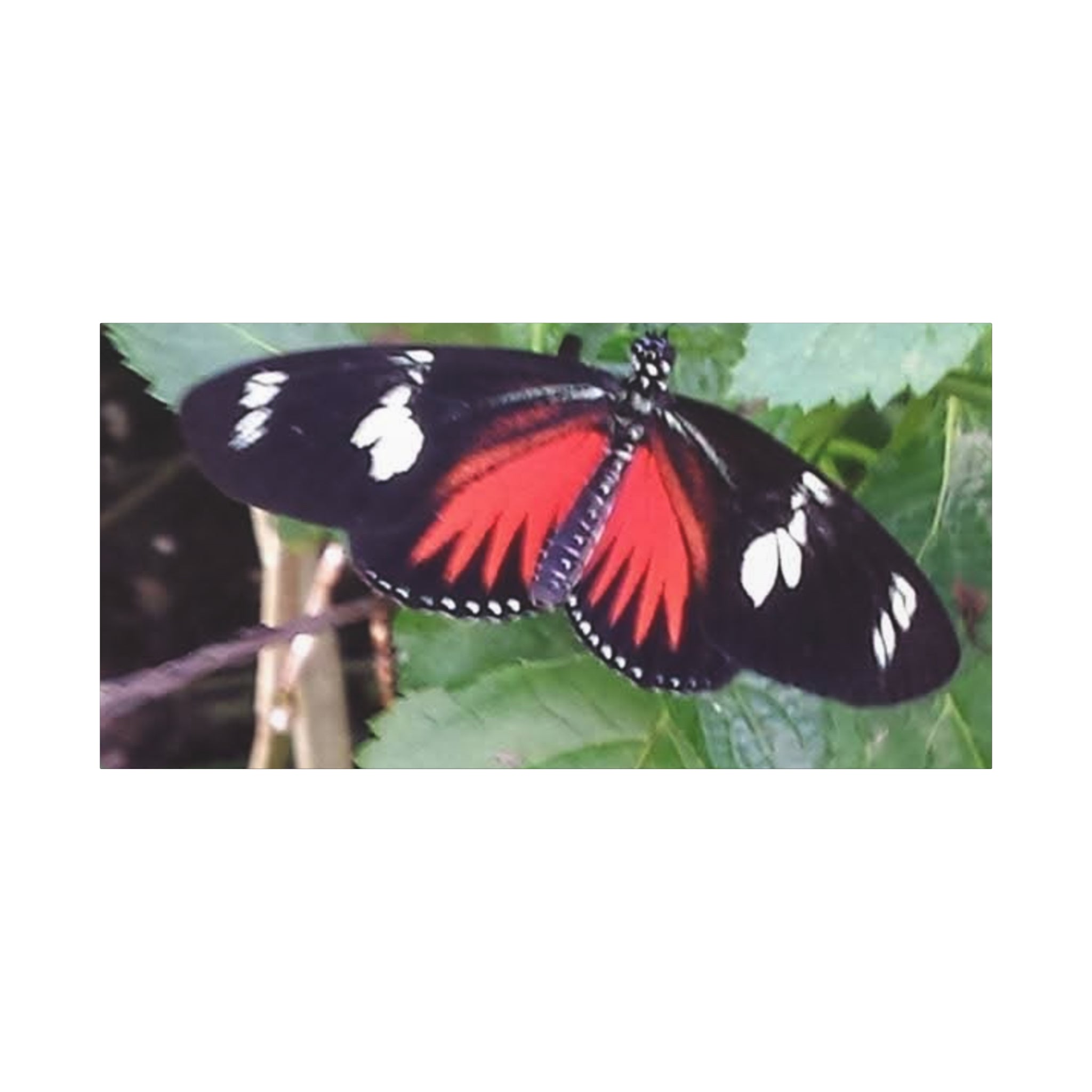 Butterfly Canvas Wall Art