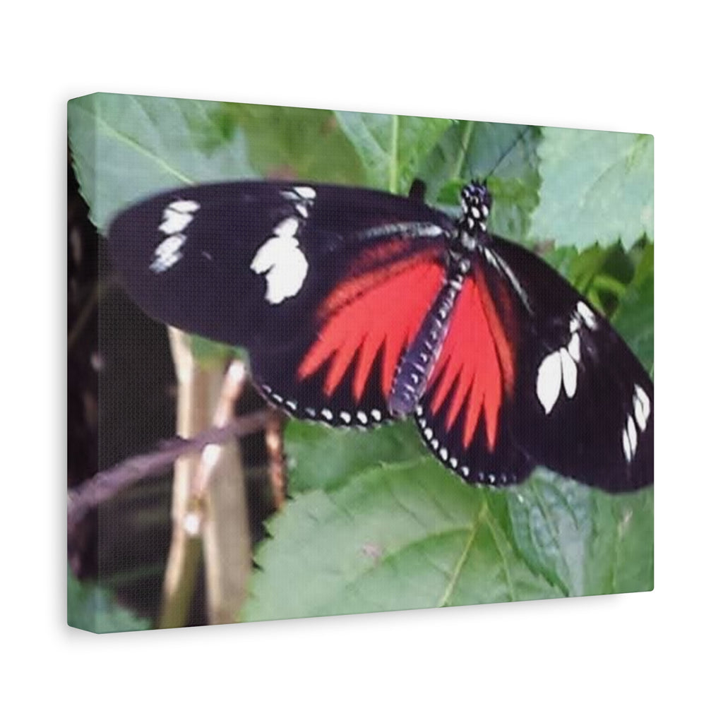 Butterfly Canvas Wall Art