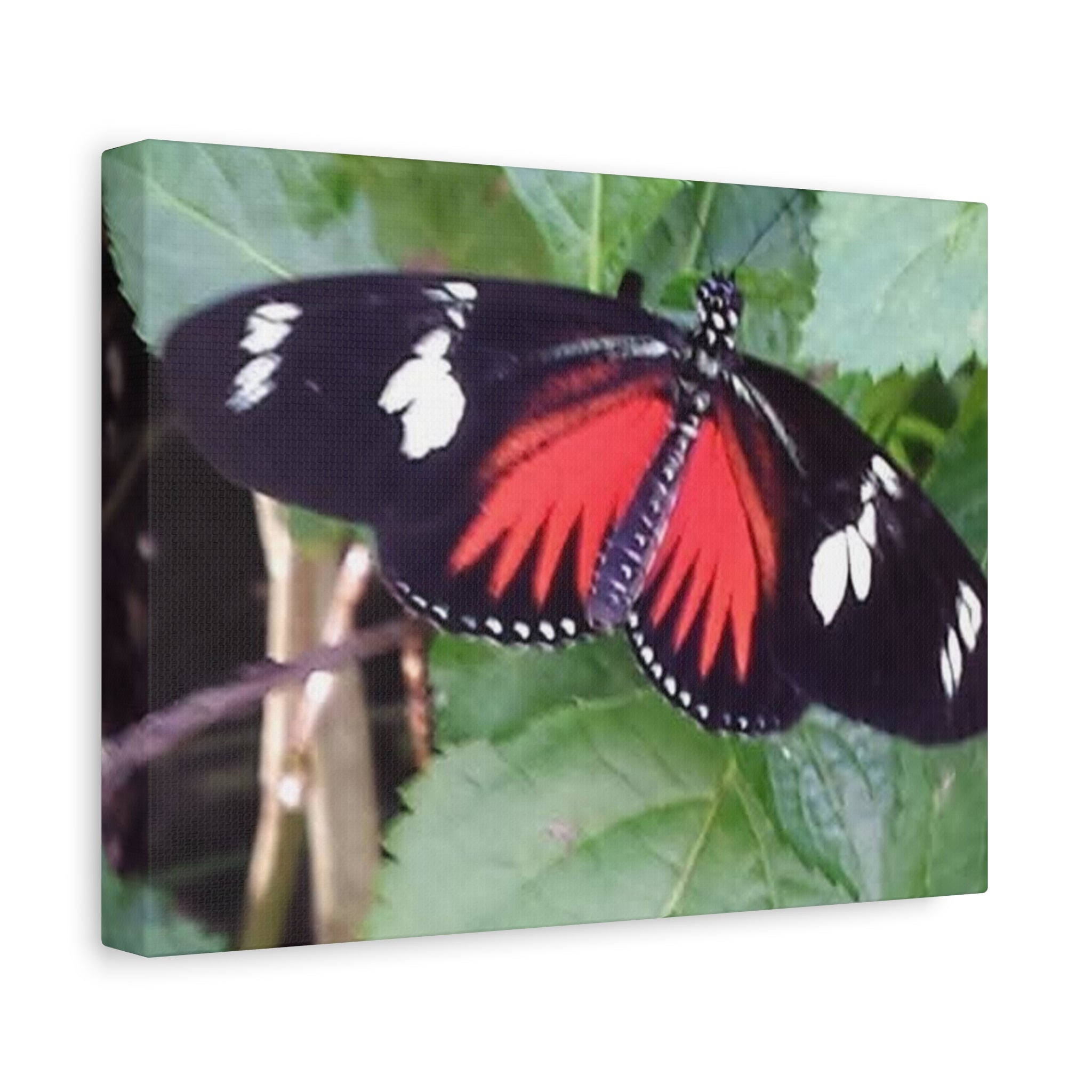 Butterfly Canvas Wall Art