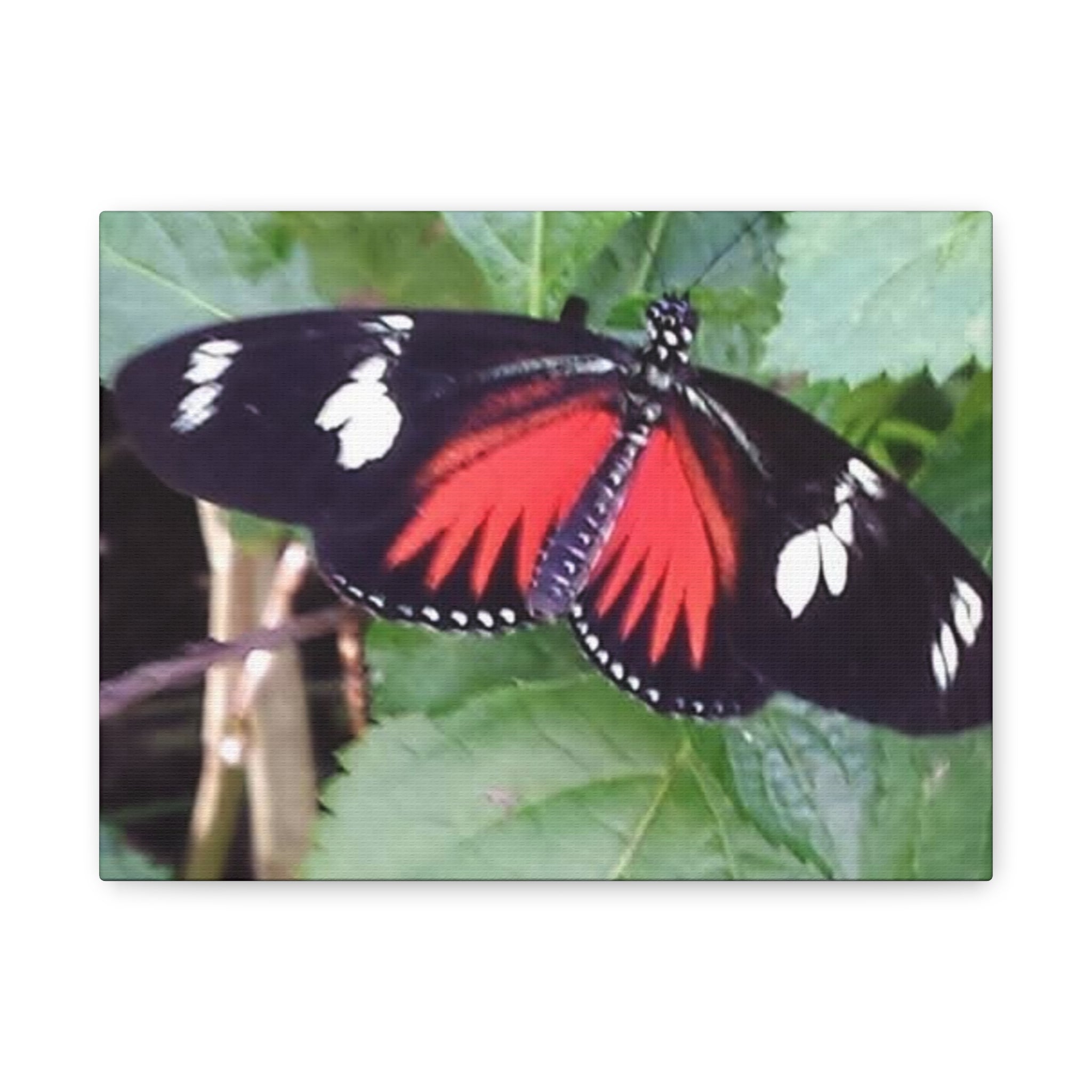 Butterfly Canvas Wall Art