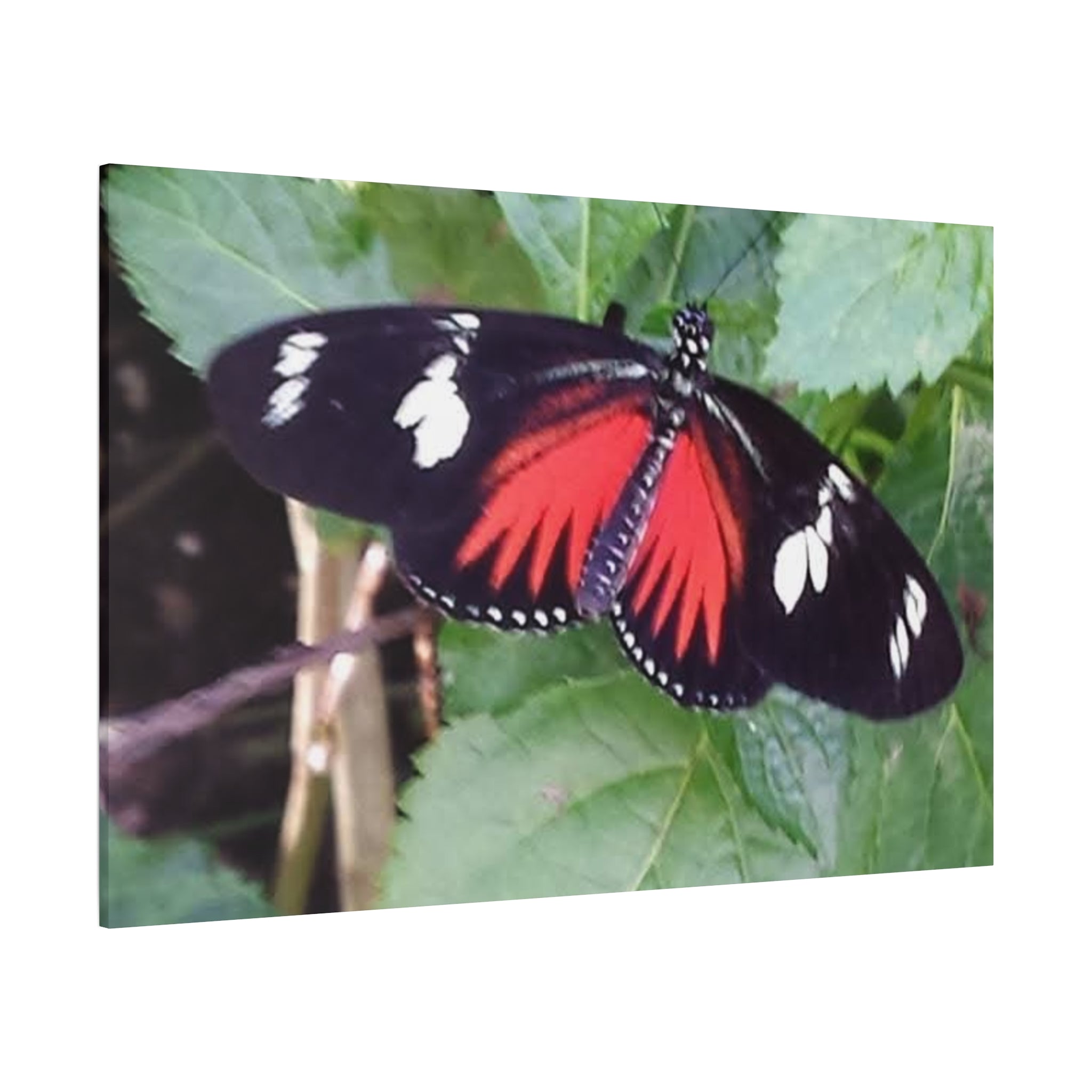 Butterfly Canvas Wall Art