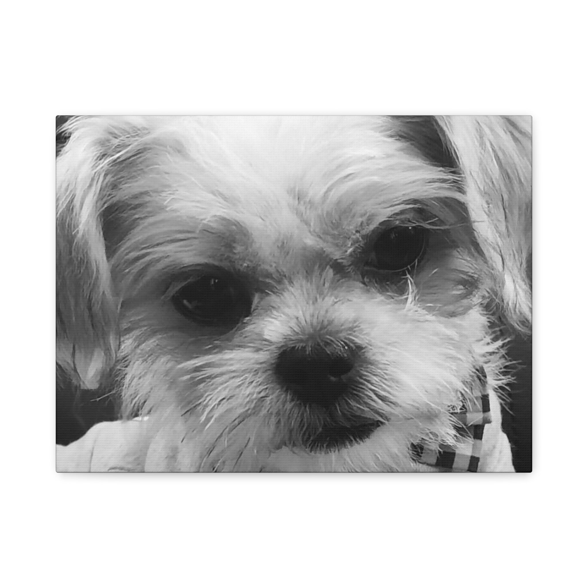 Black and White Dog Portrait Canvas Wall Art