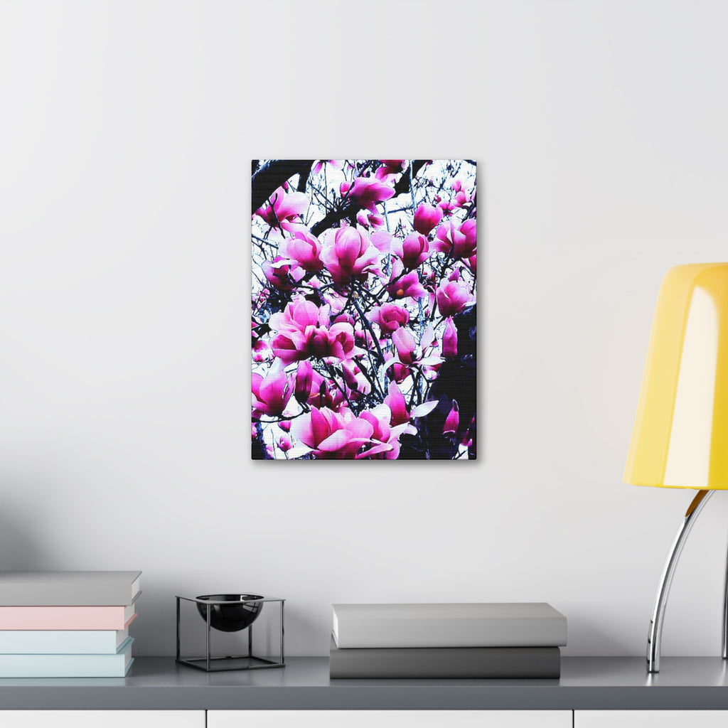 Pink Tulip Tree Blossoms Canvas