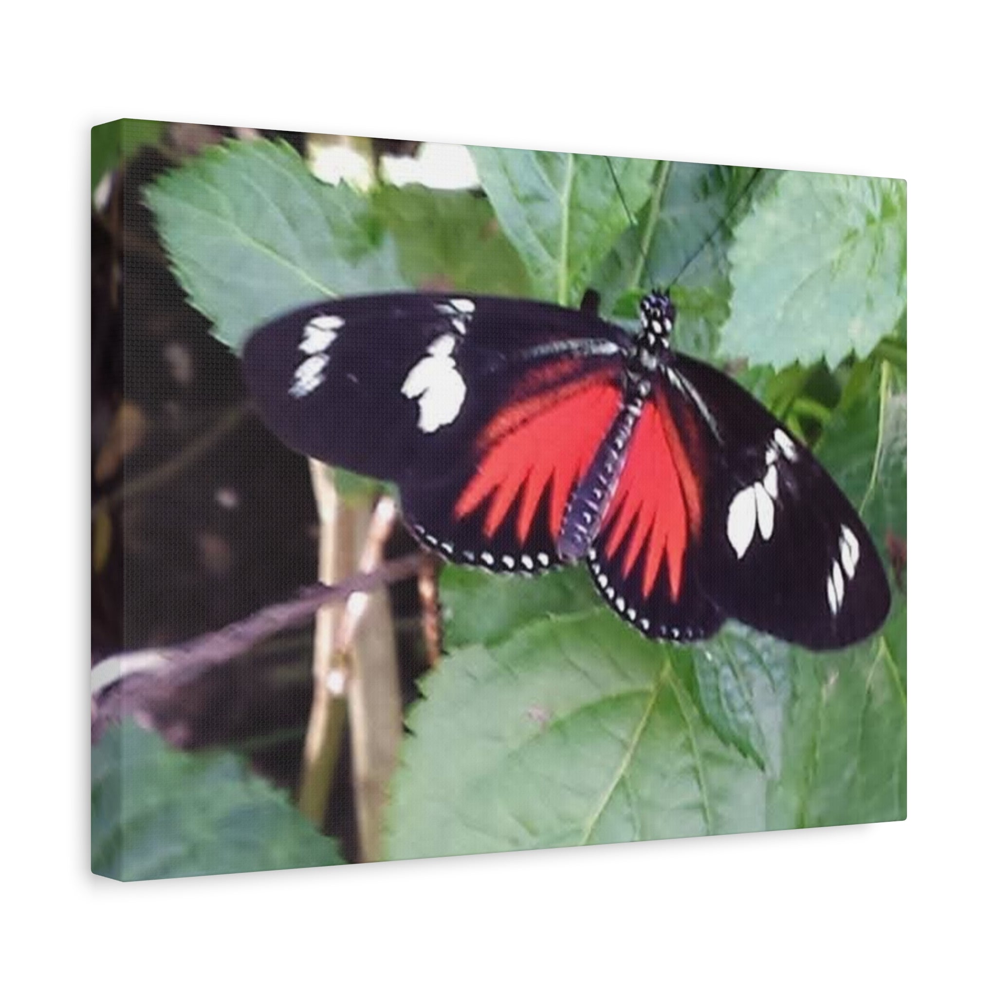 Butterfly Canvas Wall Art