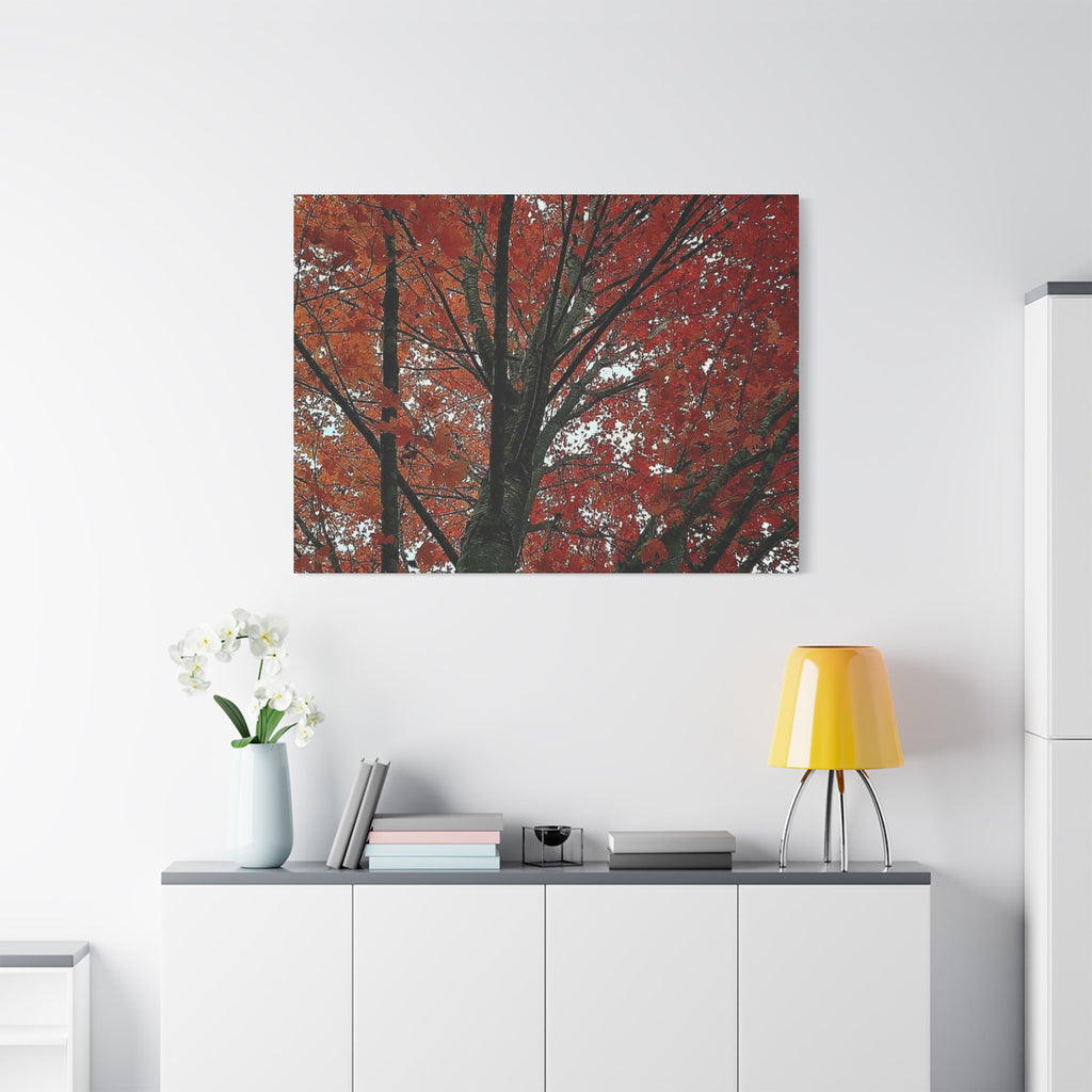 Autumn Maple Tree Matte Canvas Print — Stretched 1.25"