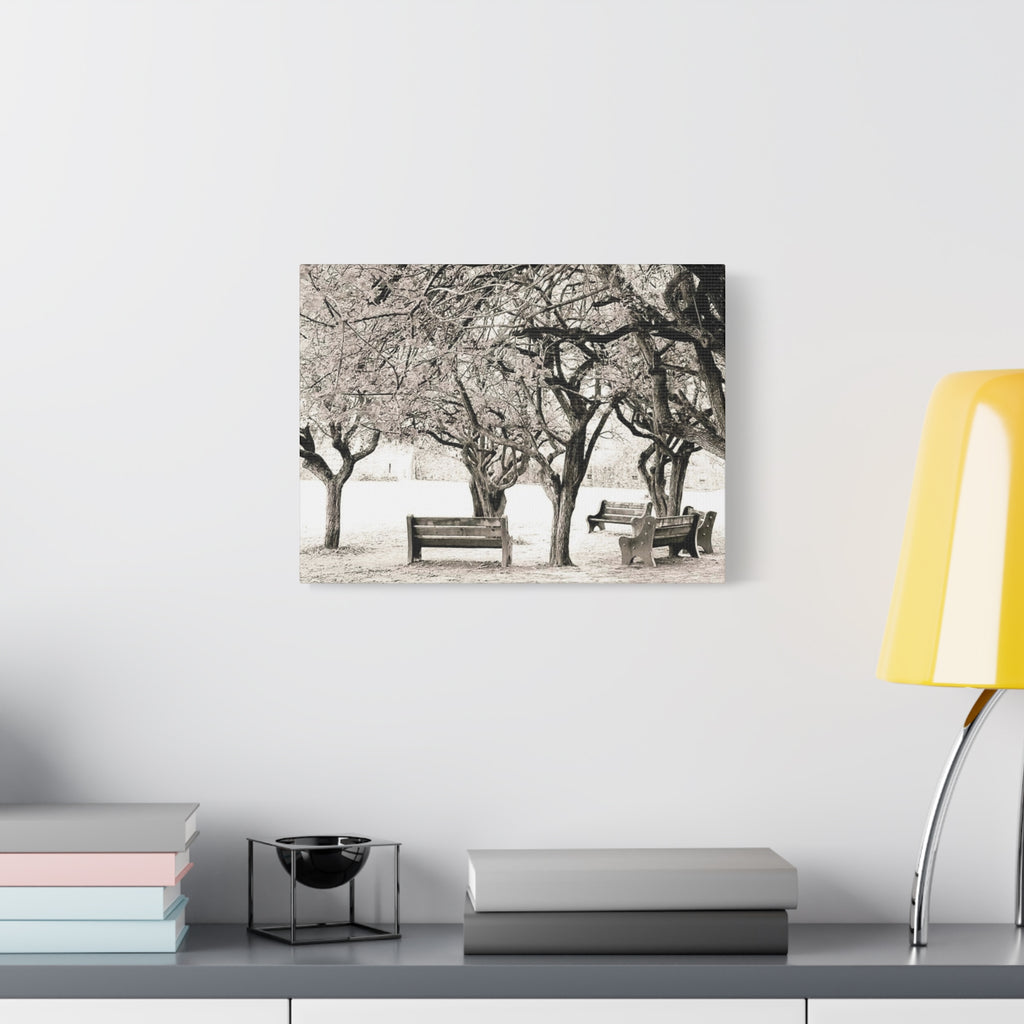 Matte Stretched Canvas Print — Vintage Park Bench Trees Wall Art