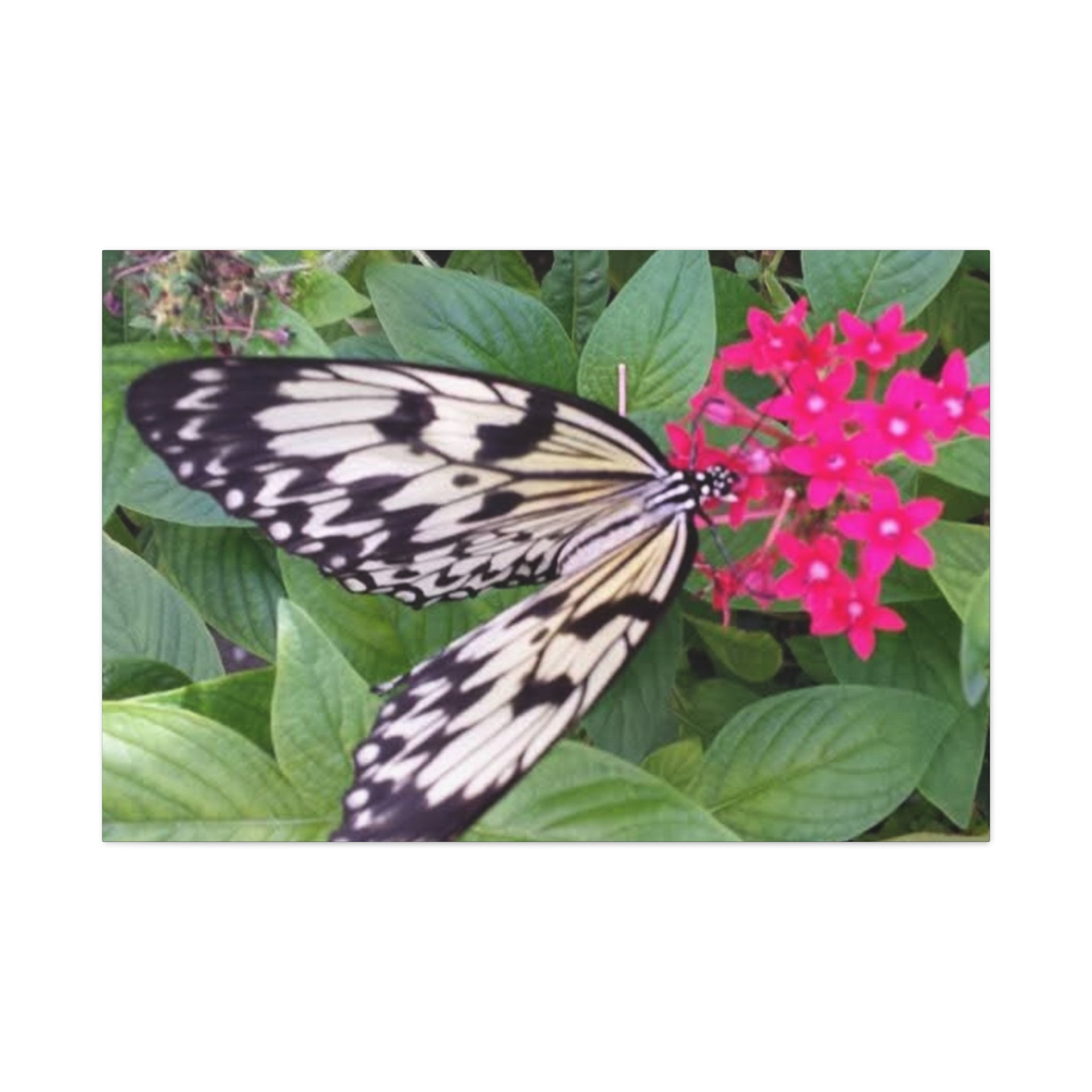 Butterfly on Pink Flower - Matte Stretched Canvas Wall Art, 1.25" Depth