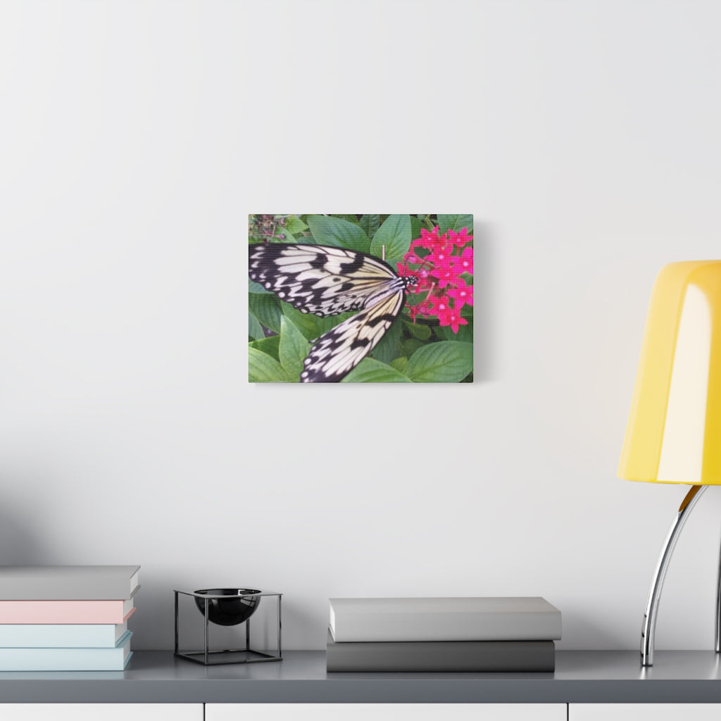 Butterfly on Pink Flower - Matte Stretched Canvas Wall Art, 1.25" Depth