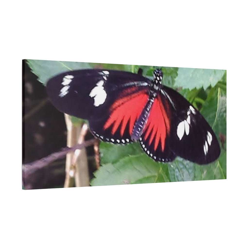 Butterfly Canvas Wall Art