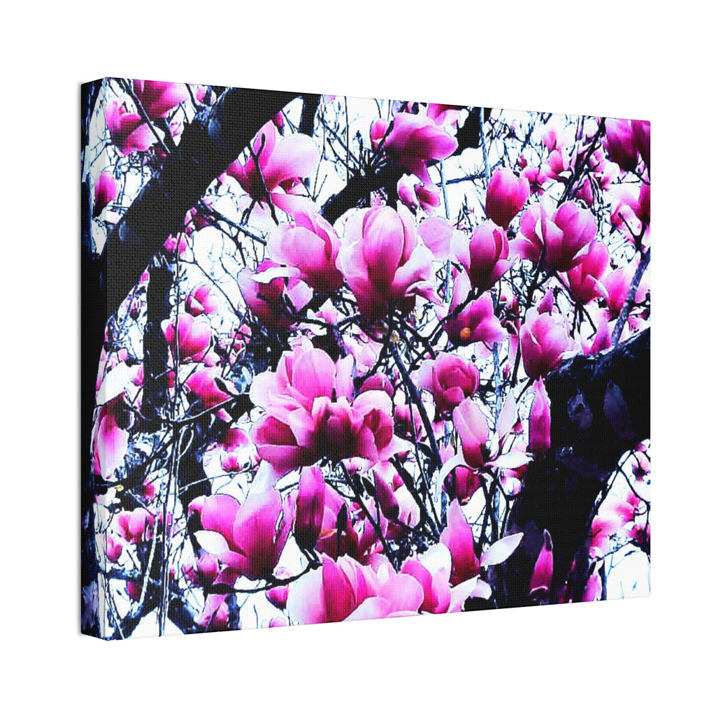 Pink Tulip Tree Blossoms Canvas