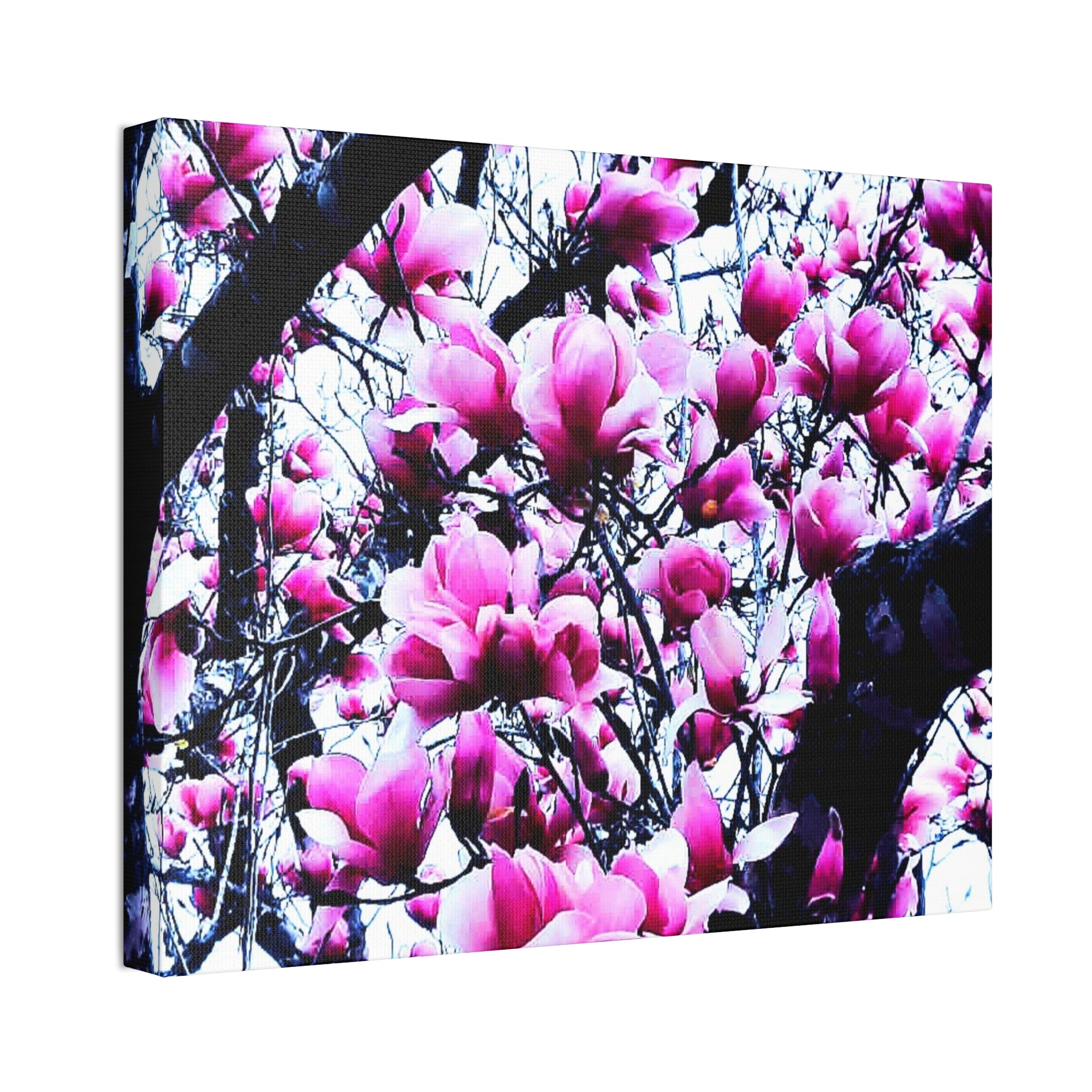 Pink Tulip Tree Blossoms Canvas