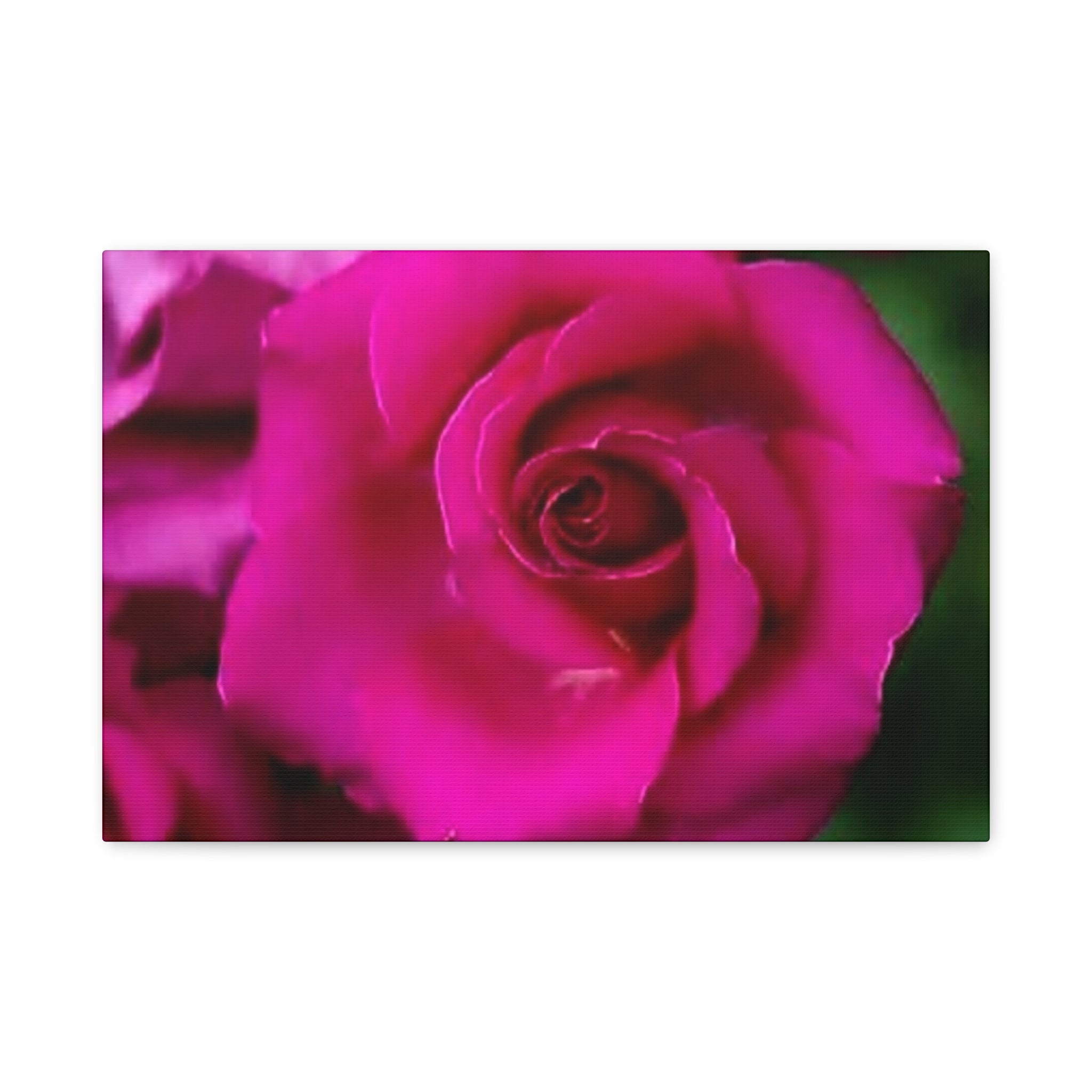 Hot Pink Rose Canvas Wall Art — Stretched Matte Floral Print