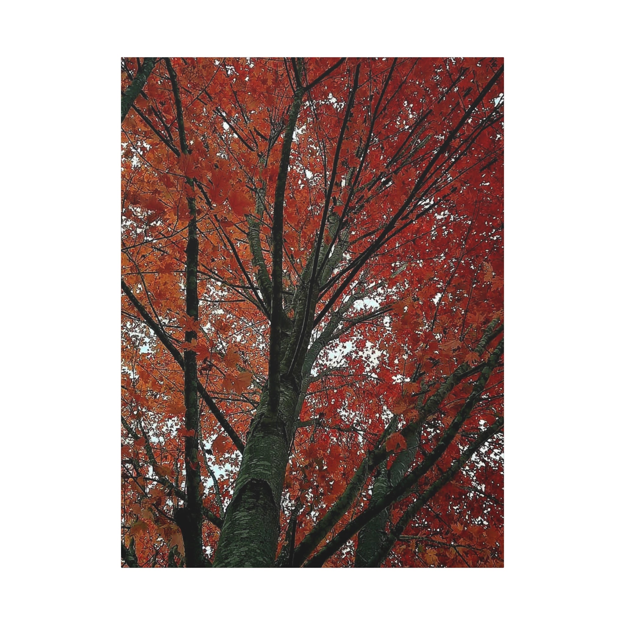 Autumn Maple Tree Matte Canvas Print — Stretched 1.25"