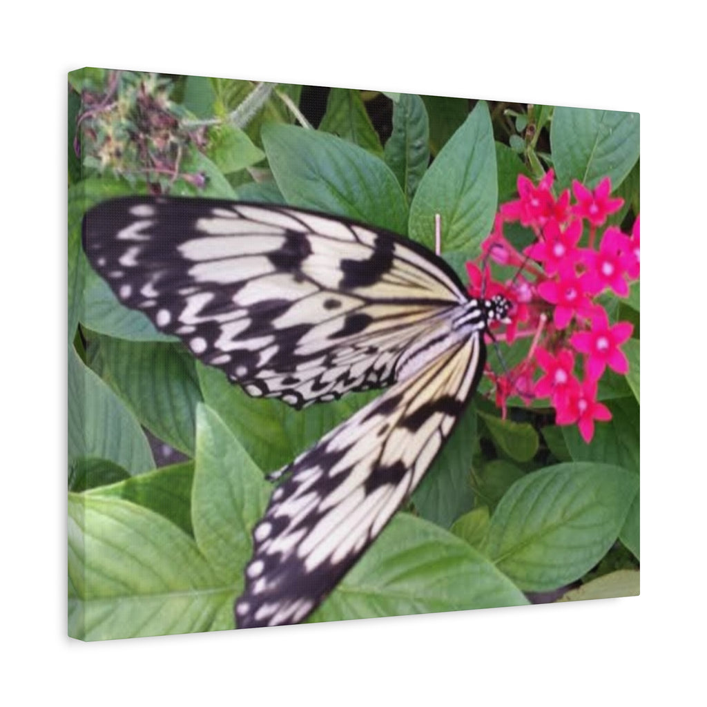 Butterfly on Pink Flower - Matte Stretched Canvas Wall Art, 1.25" Depth