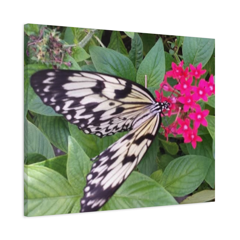 Butterfly on Pink Flower - Matte Stretched Canvas Wall Art, 1.25" Depth