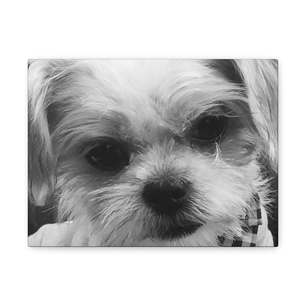 Black and White Dog Portrait Canvas Wall Art