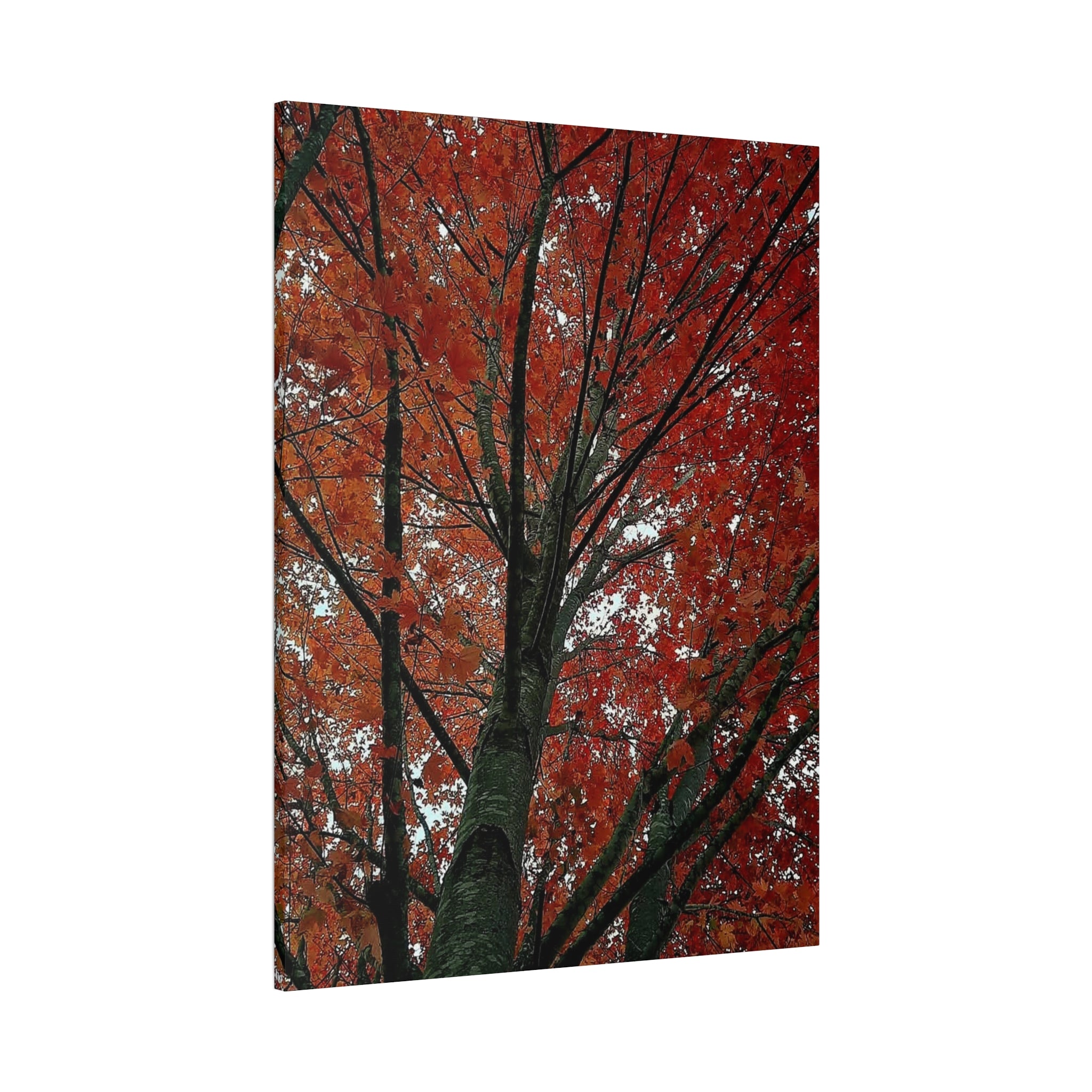 Autumn Maple Tree Matte Canvas Print — Stretched 1.25"