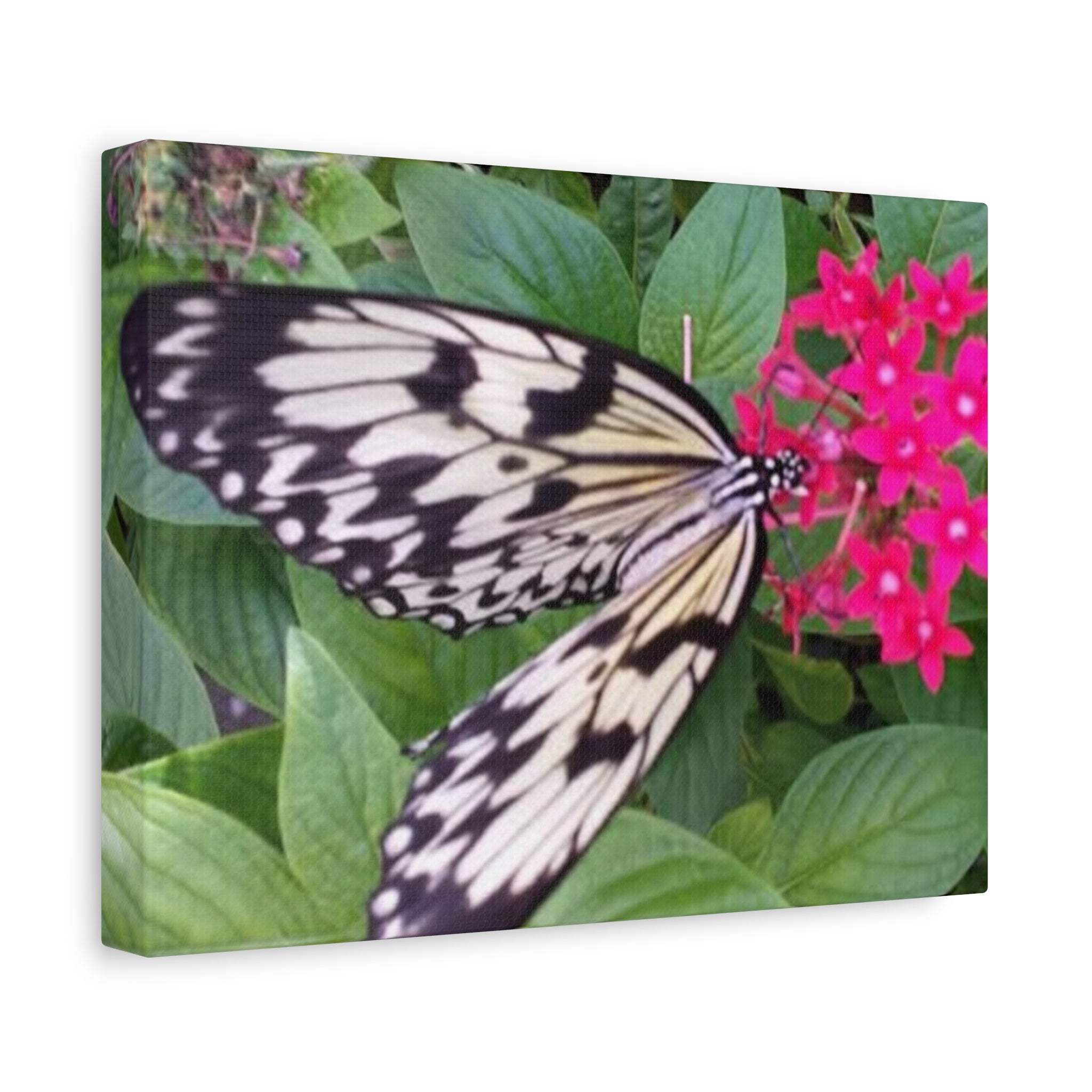 Butterfly on Pink Flower - Matte Stretched Canvas Wall Art, 1.25" Depth