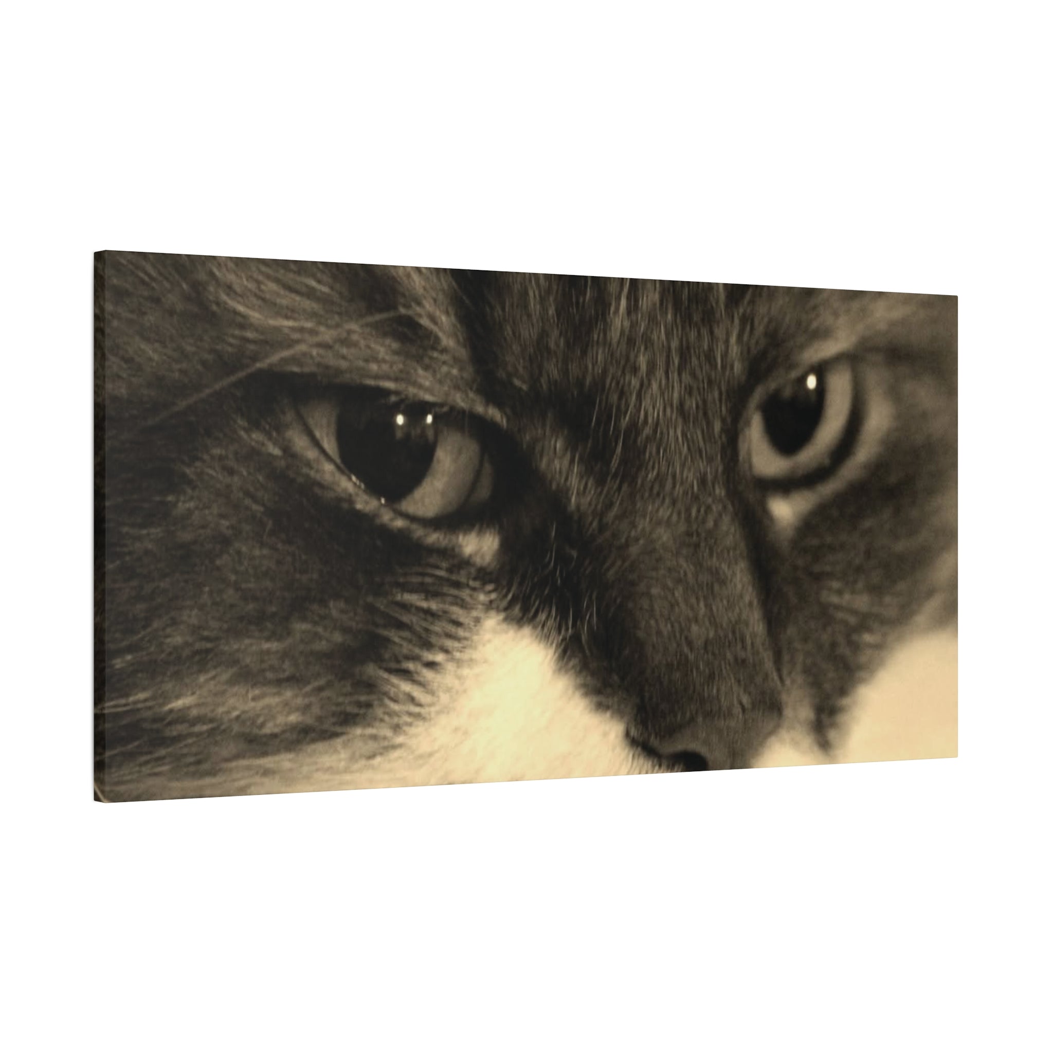 Cat Portrait Matte Canvas Wall Art