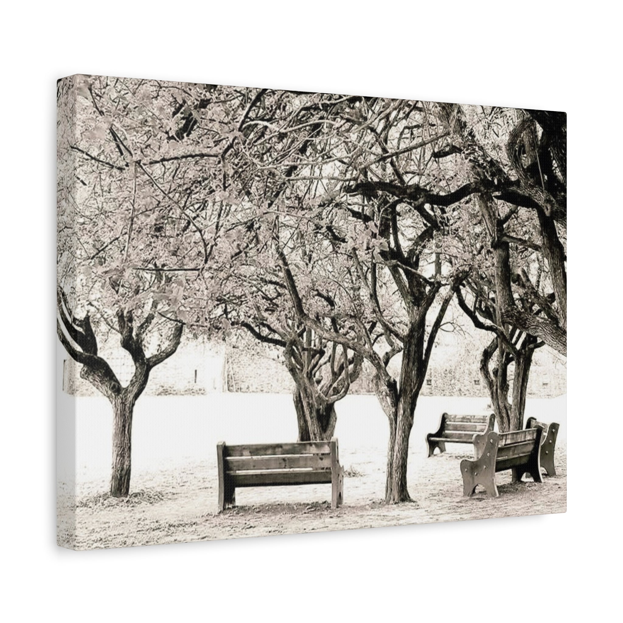 Matte Stretched Canvas Print — Vintage Park Bench Trees Wall Art