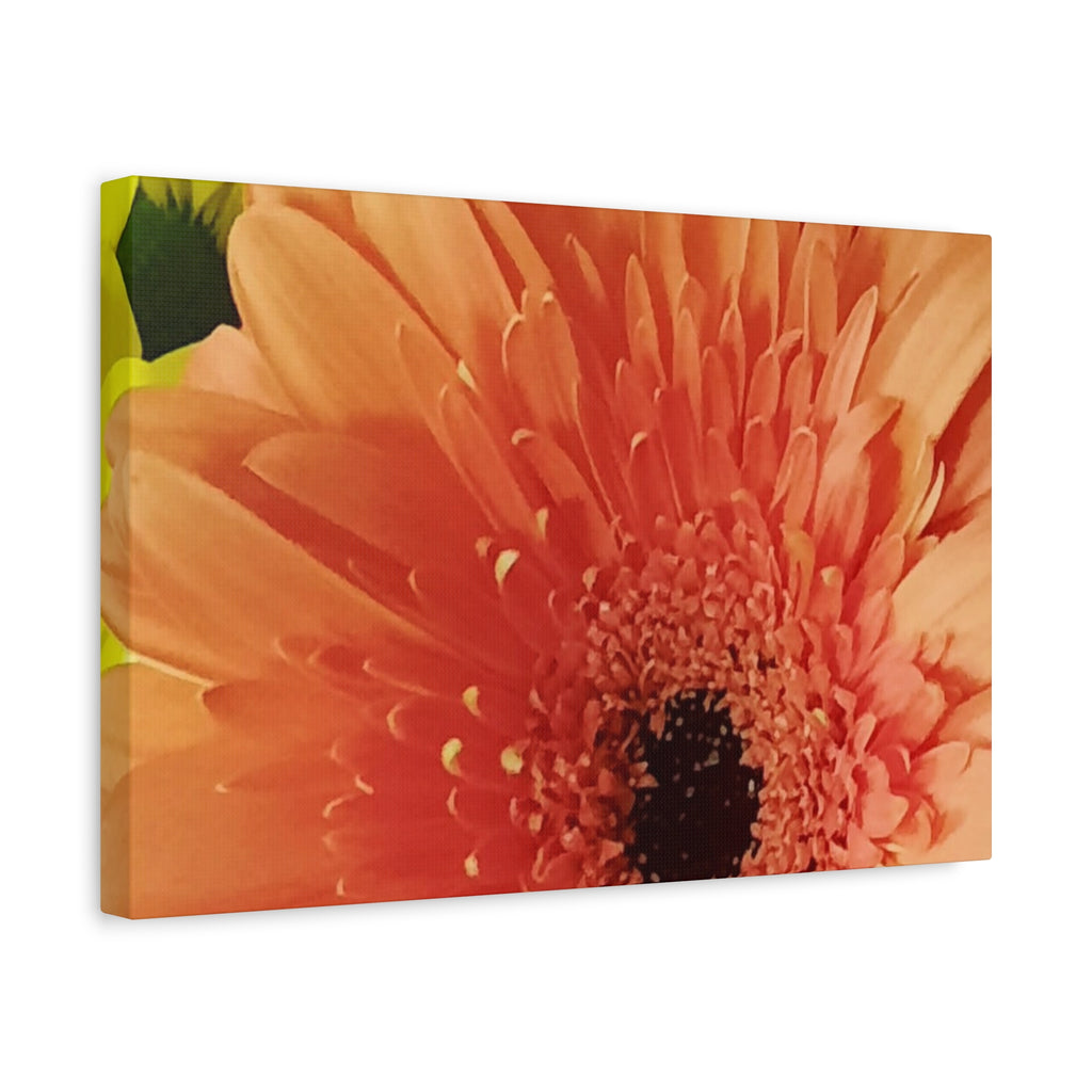 Orange Gerbera Canvas Wall Art — Matte Stretched Floral Print