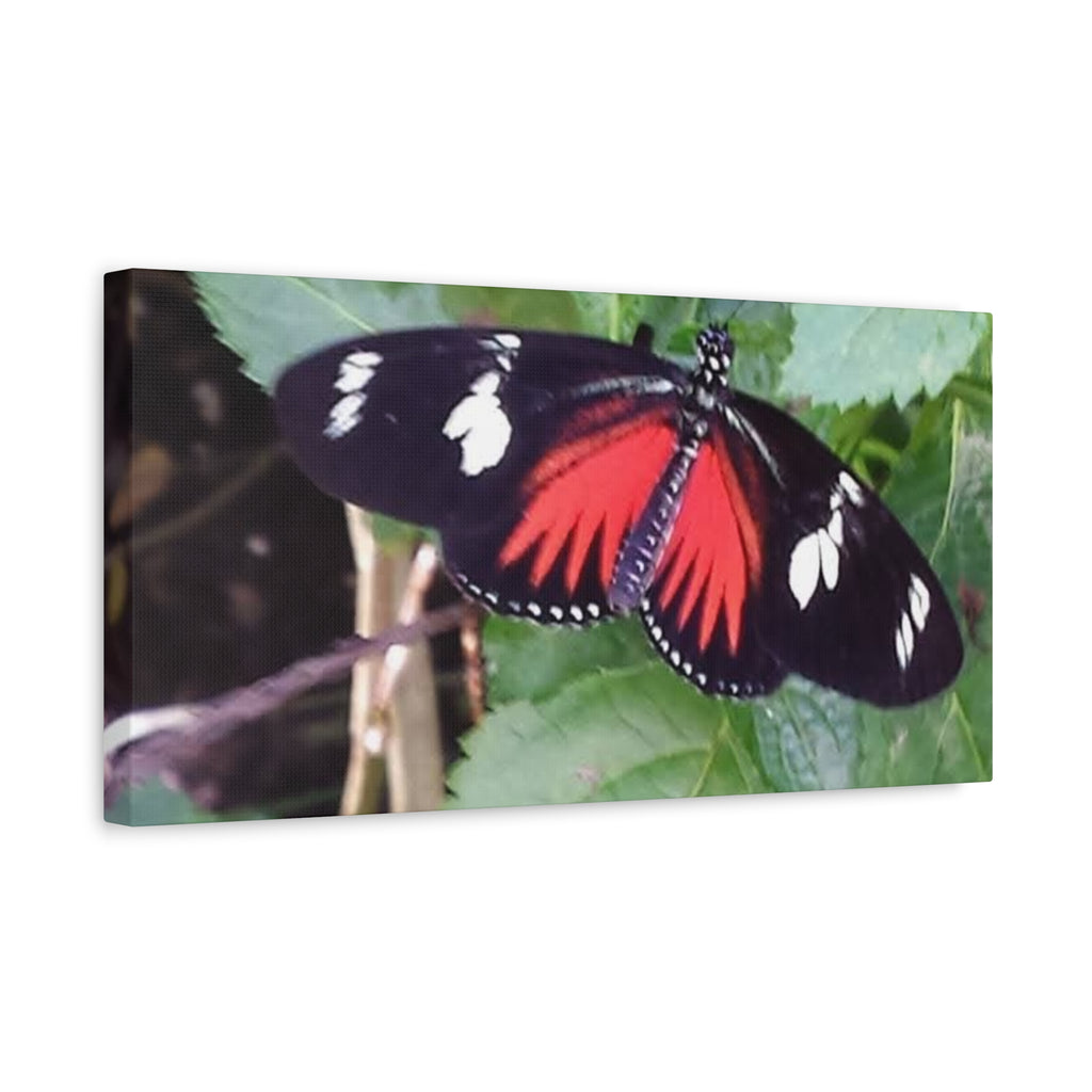 Butterfly Canvas Wall Art