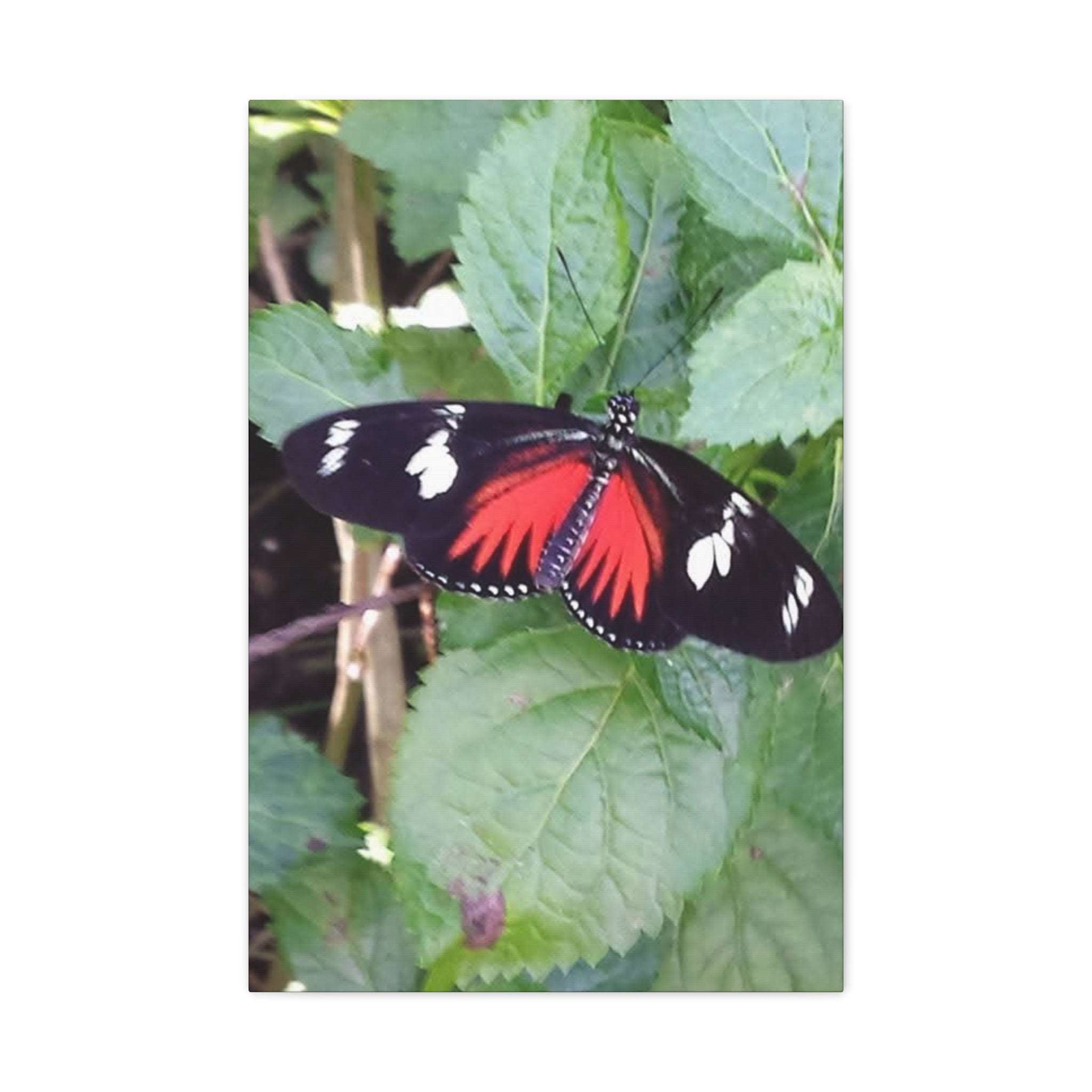 Butterfly Canvas Wall Art