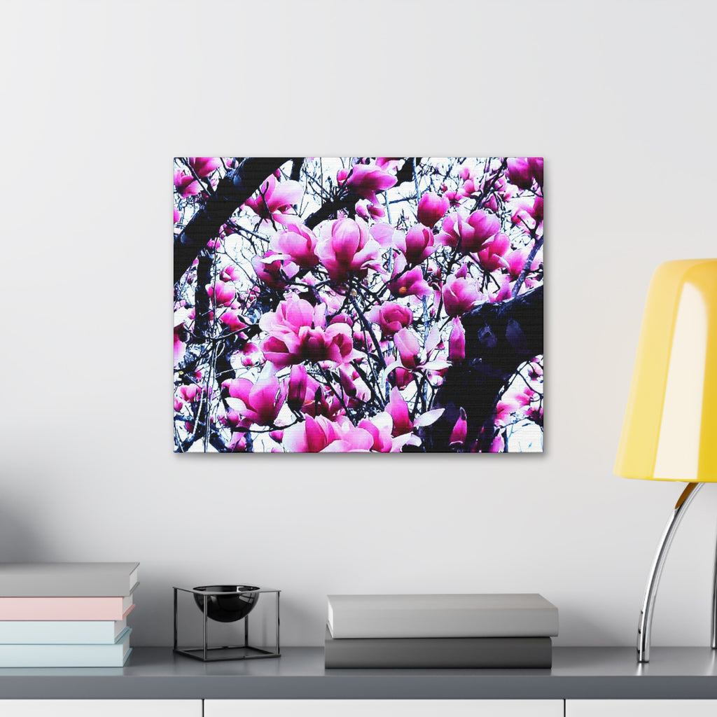 Pink Tulip Tree Blossoms Canvas