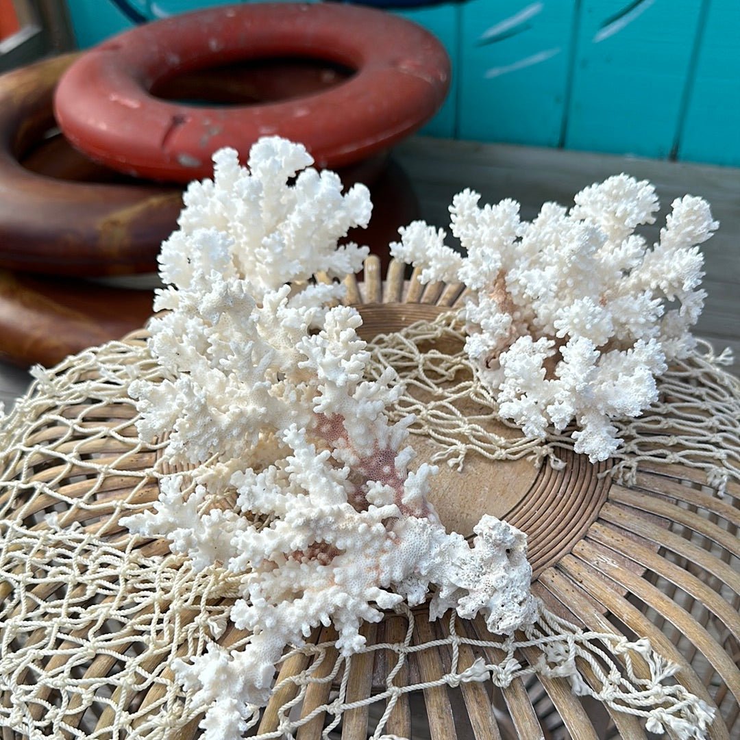 Vintage Brownstem Coral Specimen - Coastal Home Decor (Pocillopora verrucosa)