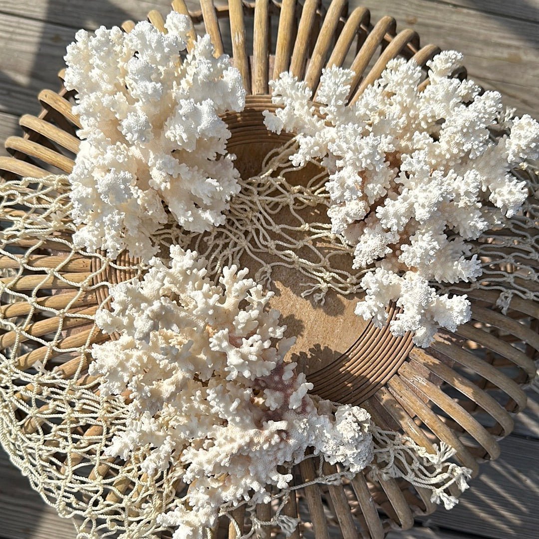Vintage Brownstem Coral Specimen - Coastal Home Decor (Pocillopora verrucosa)