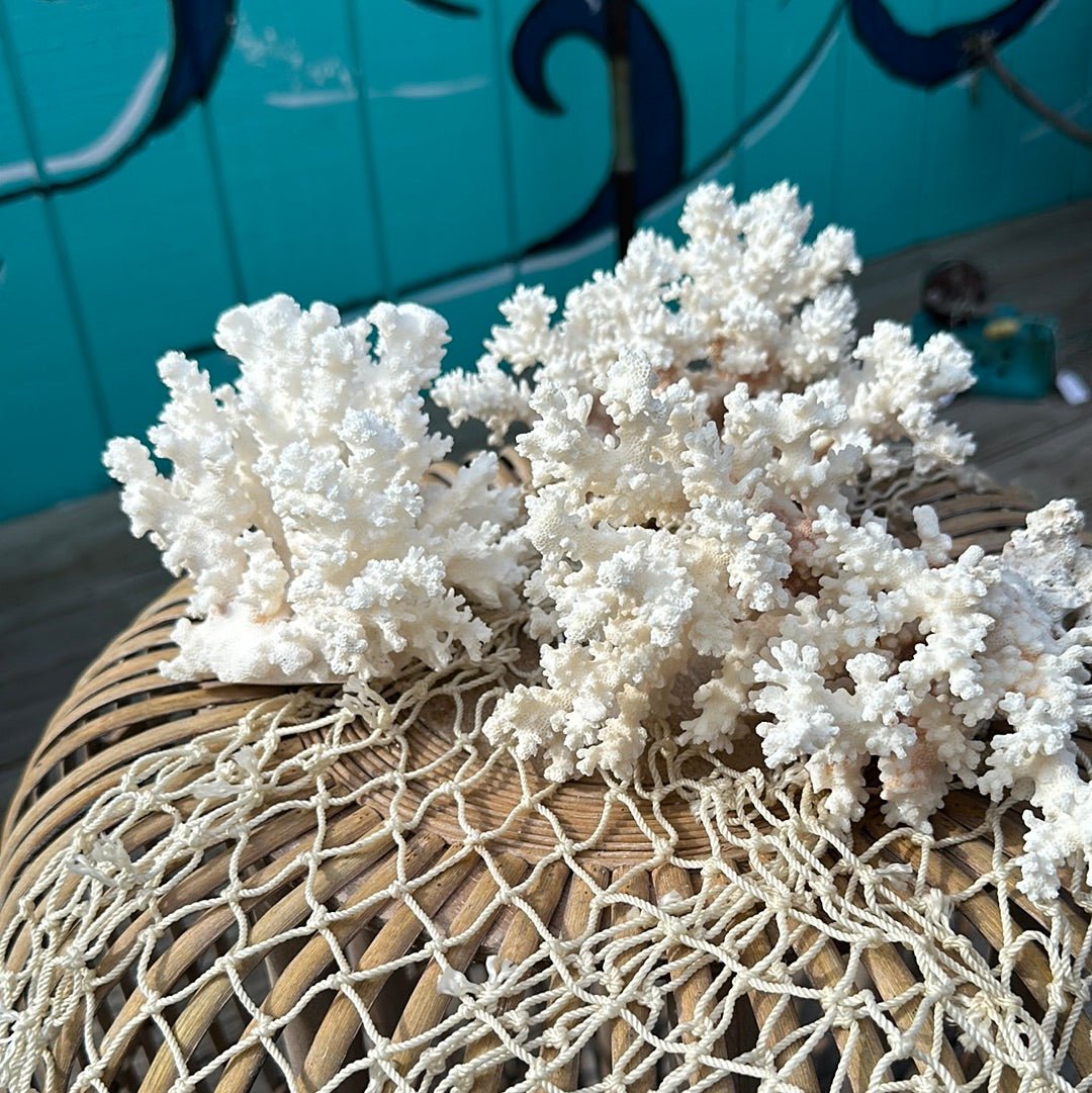 Vintage Brownstem Coral Specimen - Coastal Home Decor (Pocillopora verrucosa)