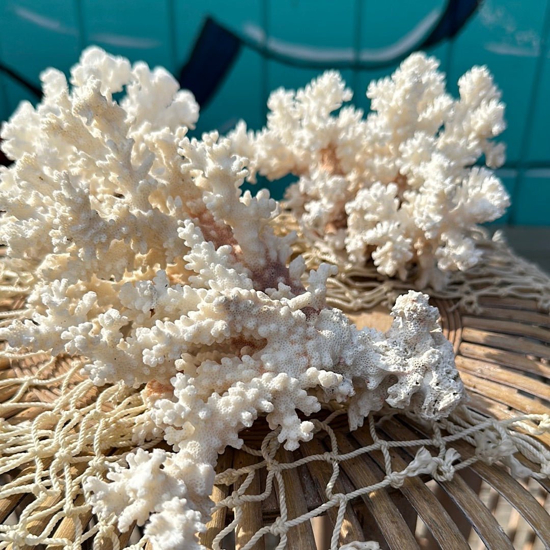 Vintage Brownstem Coral Specimen - Coastal Home Decor (Pocillopora verrucosa)